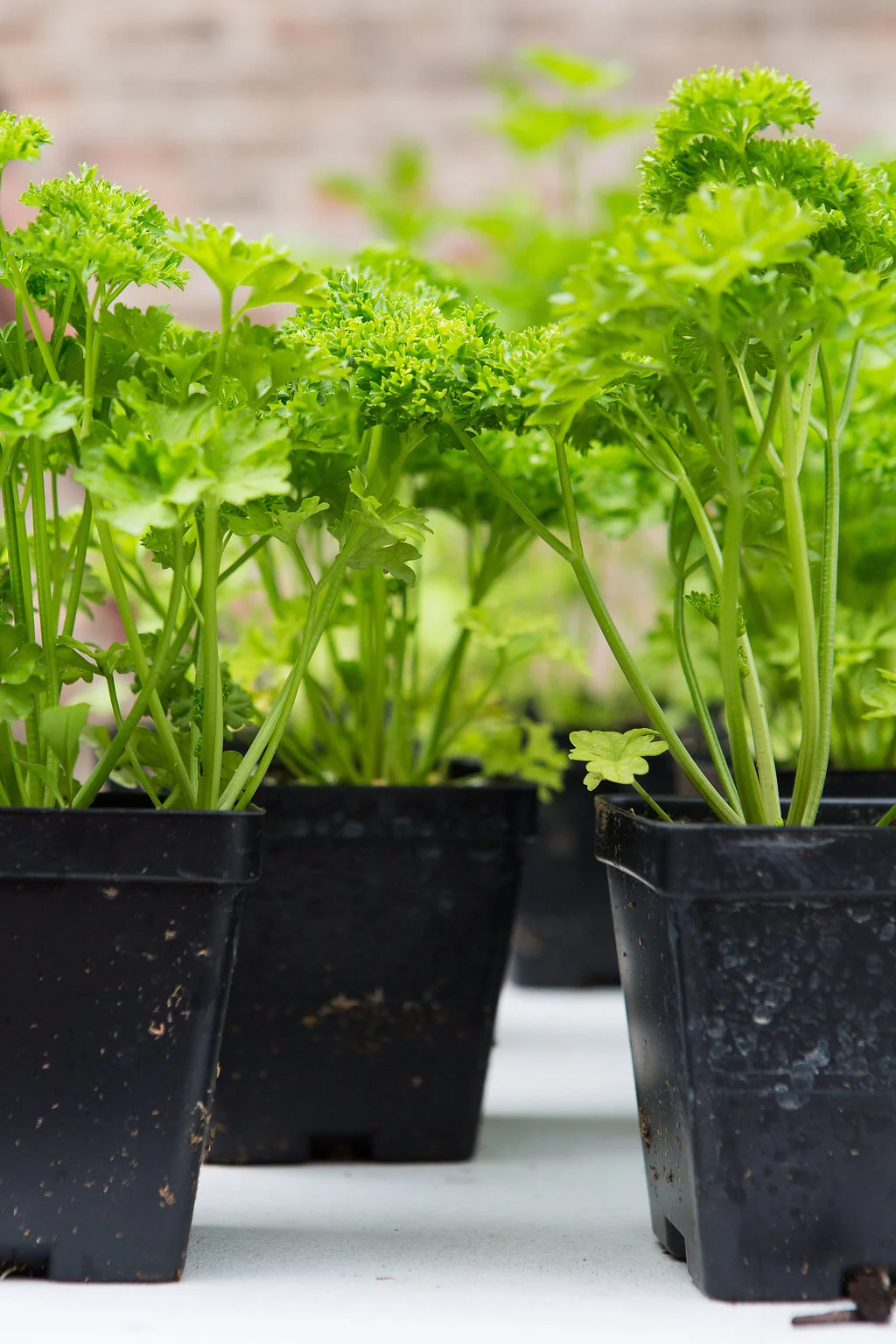 2015_southloop_farmersmarket_lowres-048.jpg