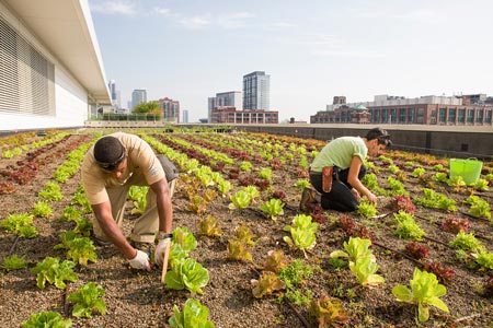 mccormick_place_roof.jpg