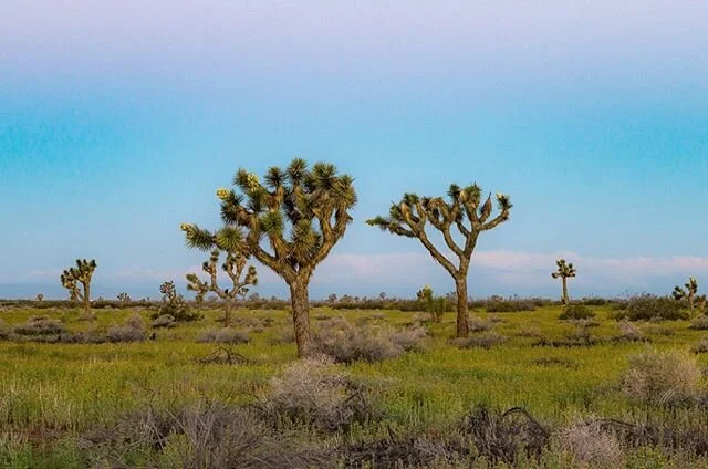 GOOD MORNING

#joshuatree #socal #landscapephotography #landscapephoto #shootermag #inthemoment #myspc #nikonphotography #nikon #nikonusa #nikonz6 #natgeo #natgeoyourshot #natgeotravel