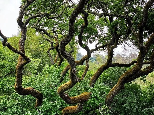 MEDUSA

#tree #hike #nature #beautiful #green #myspc #shootermag #shotoniphone #inthemoment #mobilephotography