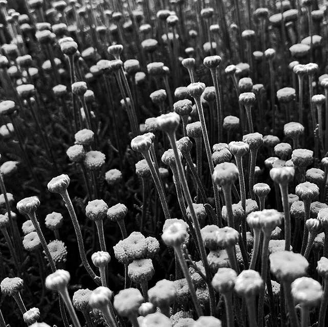 LITTLE ONES

#bw_photo #bw #sf #sanfrancisco #flowers #blackwhite #blackandwhitephotography #urbanphotography #urban #inthemoment #myspc #shootermag #natgeoyourshot #natgeo #shotoniphone #mobilephotography
