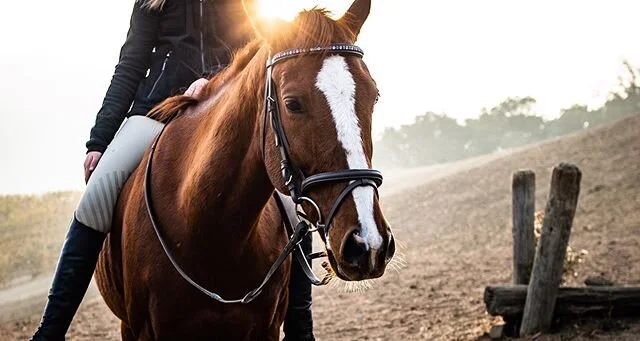 AFTERNOON RIDE

#horse #horsesofinstagram #rider #portrait #nikonphotography #nikon #nikonusa #nikondf #afternoon #shootermag #myspc #horseriding #beautiful