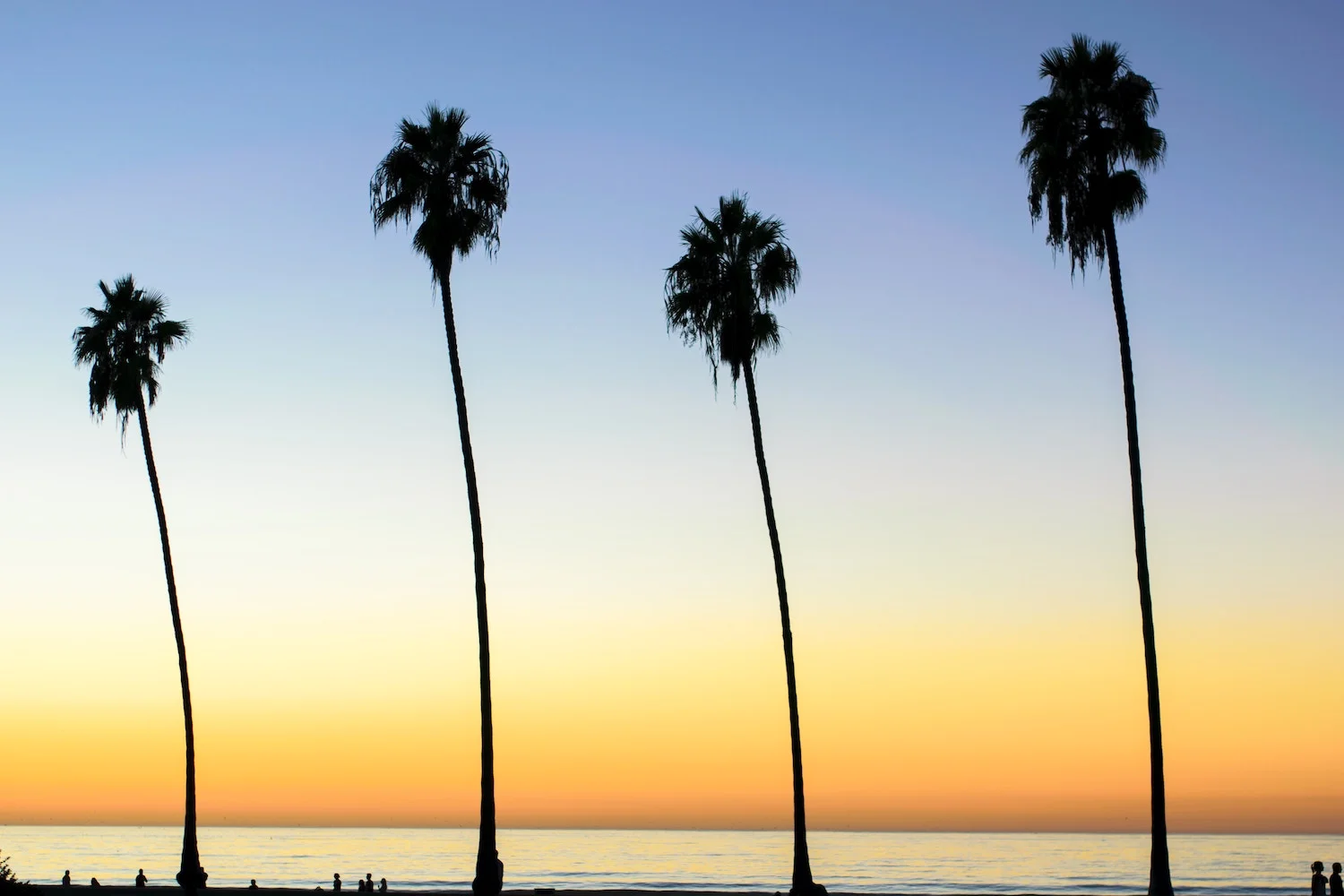 palm-trees-lined-up-consistently.jpg