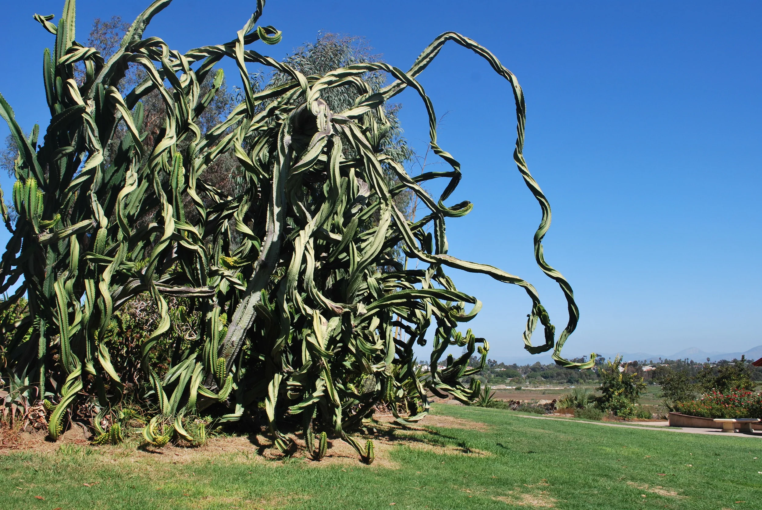 Greetings From California: Desert Garden