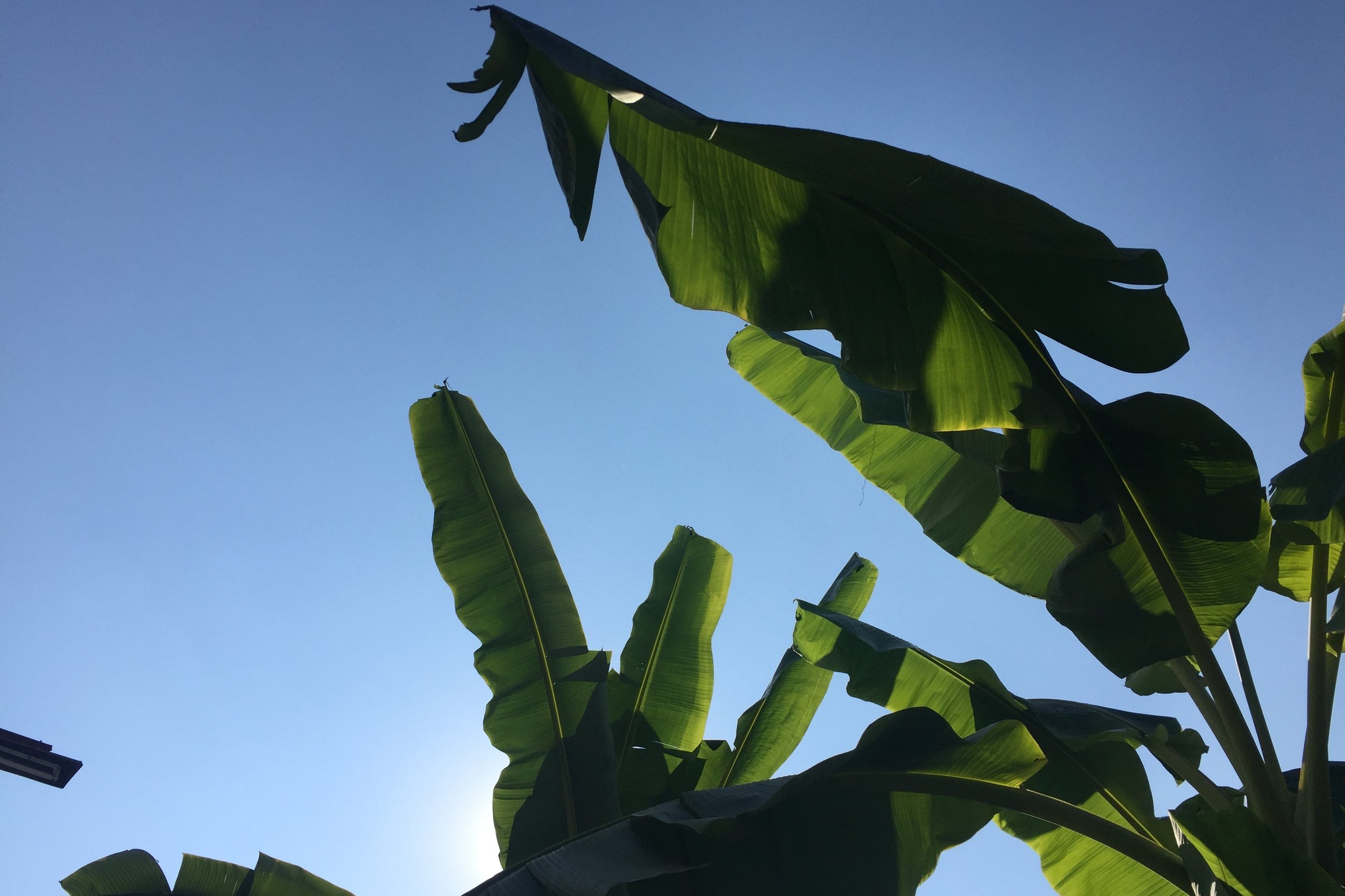 Greetings From Thailand: Introduction
