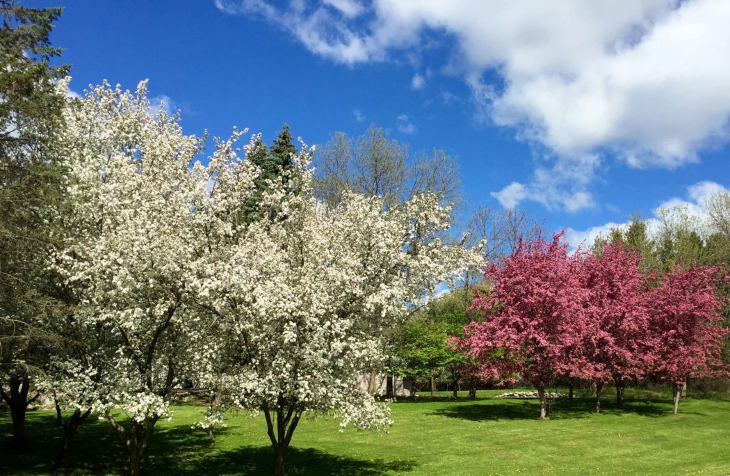 springpic2.jpg