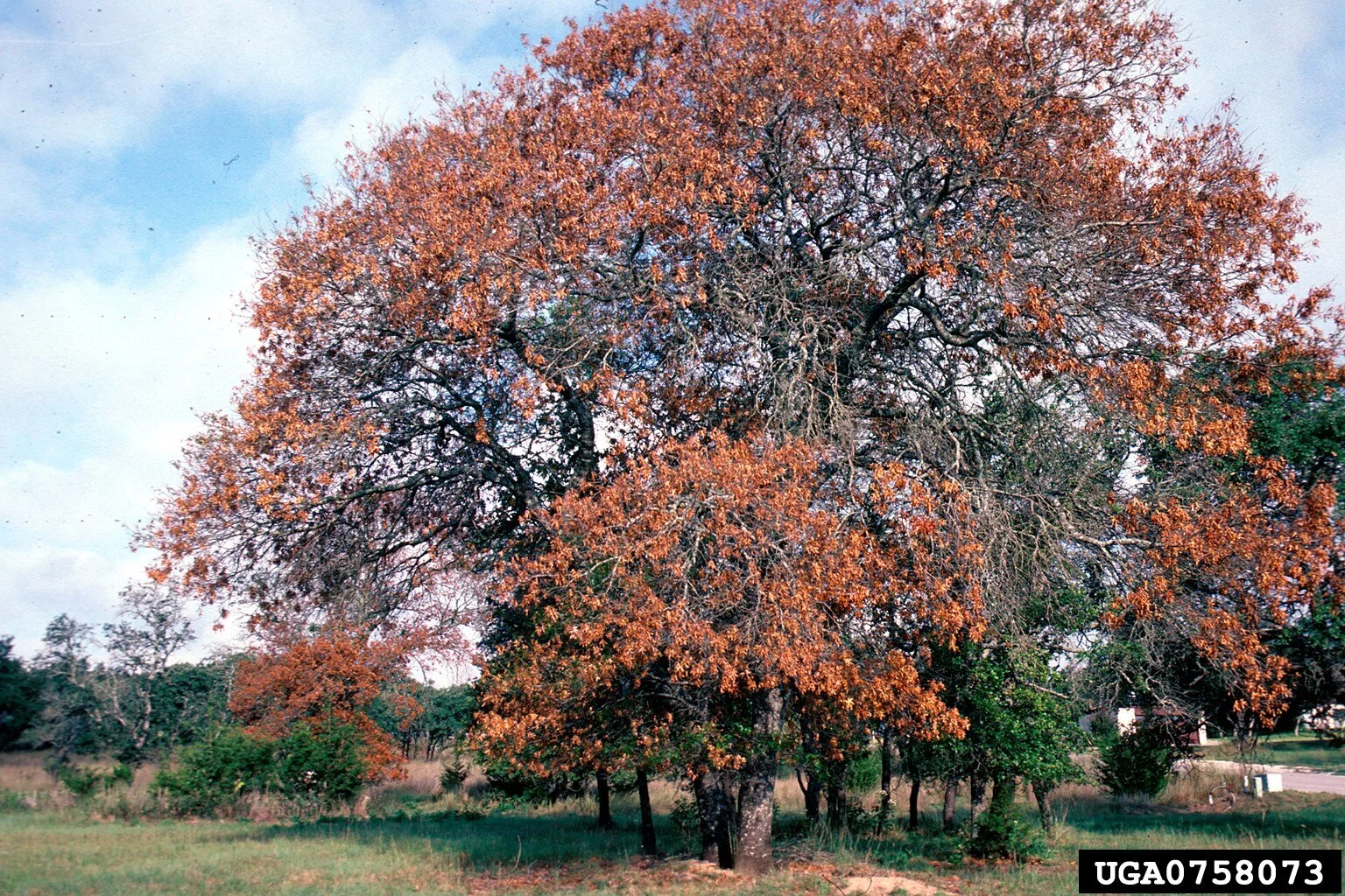 oak-wilt2.jpg