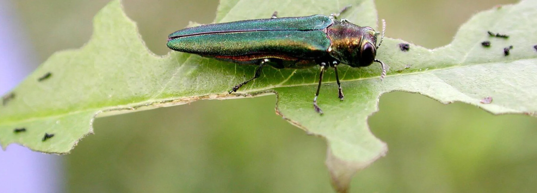 eab_header1.jpg