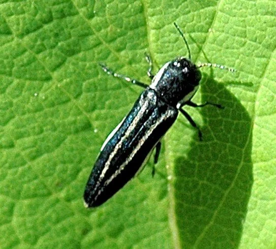 An adult two-lined chestnut borer
