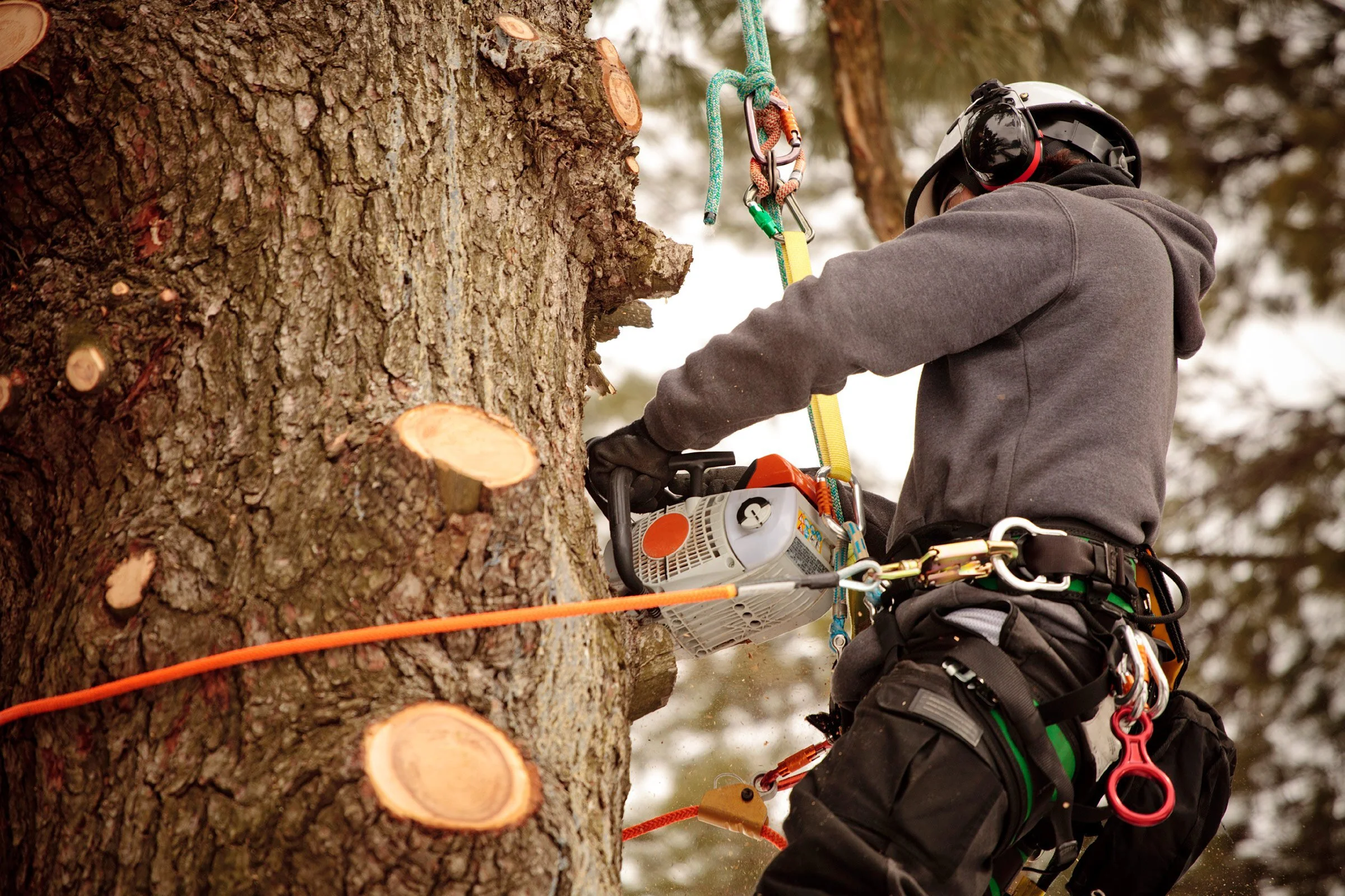 winter-arborist1.jpg