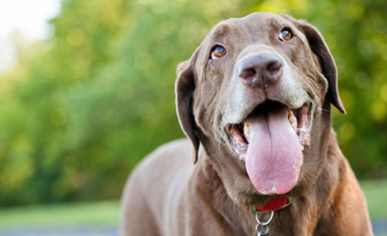 Our Mission Provide outstanding customer service through trust, integrity, and dedication to both clients and their animals. We strive for excellence and our commitment will show in the quality of our work, the care of our patients, and continuing education. We believe in family and strengthening the human animal bond, our patients will always be treated with respect, dignity, and compassion. We will be leaders in the community, environmentally friendly, and cognitive of the relationship between human health and veterinary medicine.