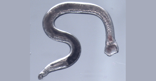 Image from: www.umassmed.edu/news
