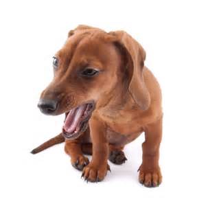 is kennel cough in dogs fatal