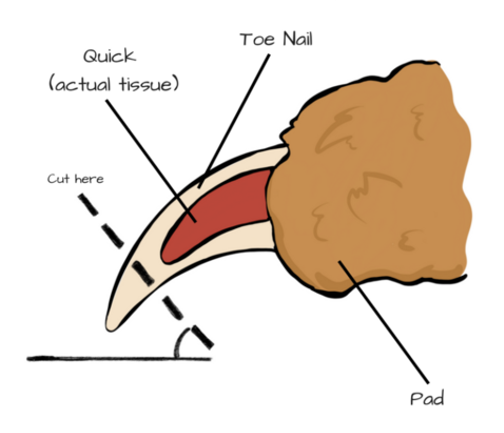 dog nail trimming guide
