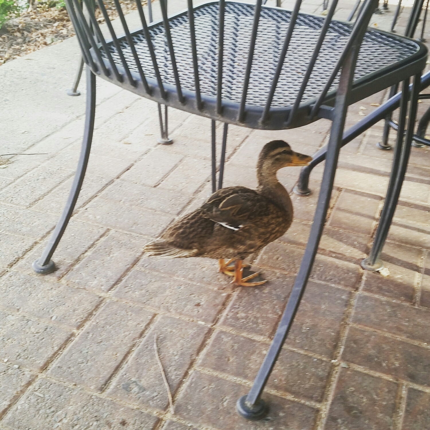 my first friend in Richmond 