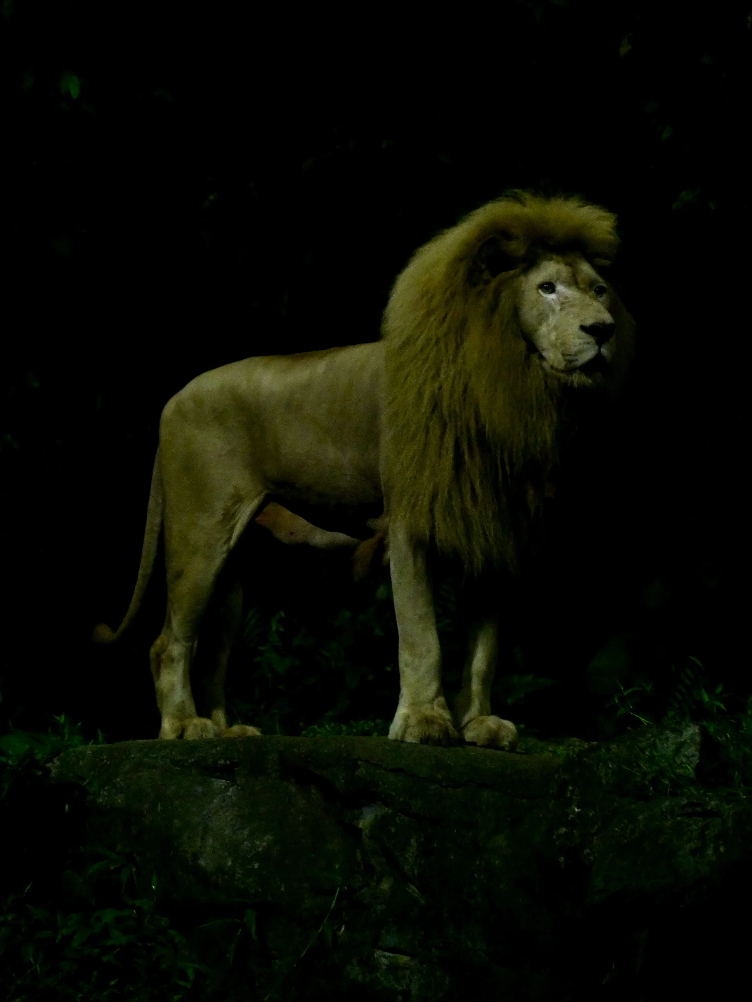 Lion, Singapore Night Zoo
