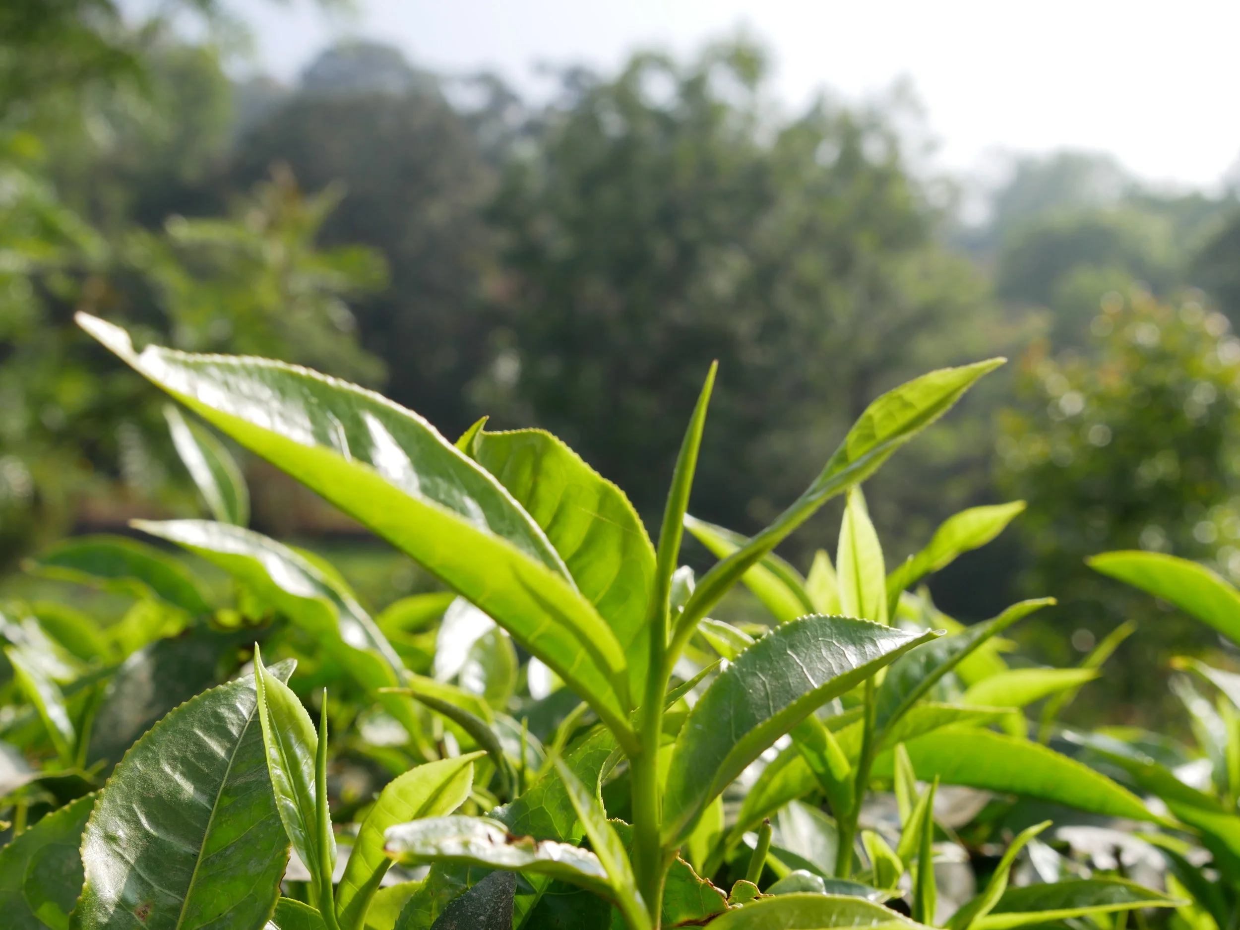 Tea plant. Fun fact: they only use the top three leaves of each branch to make tea!