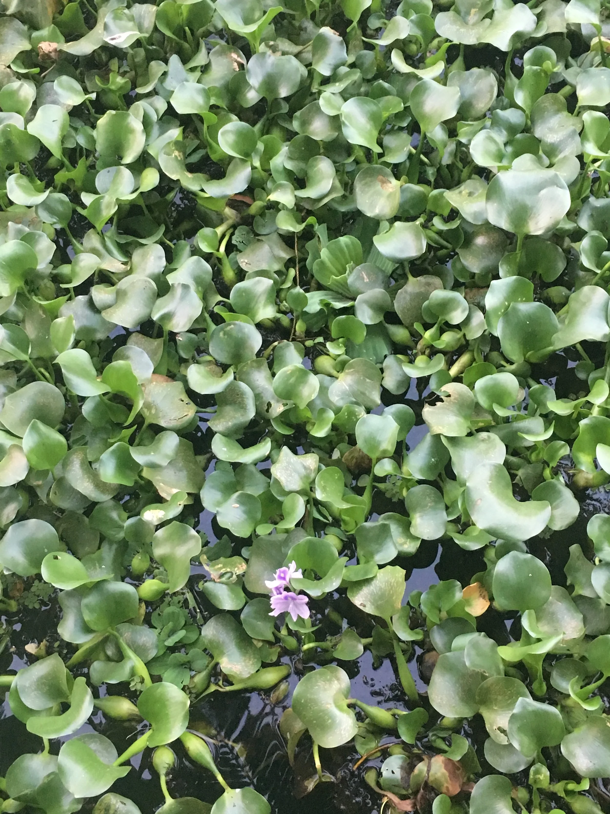 Water hyacinth