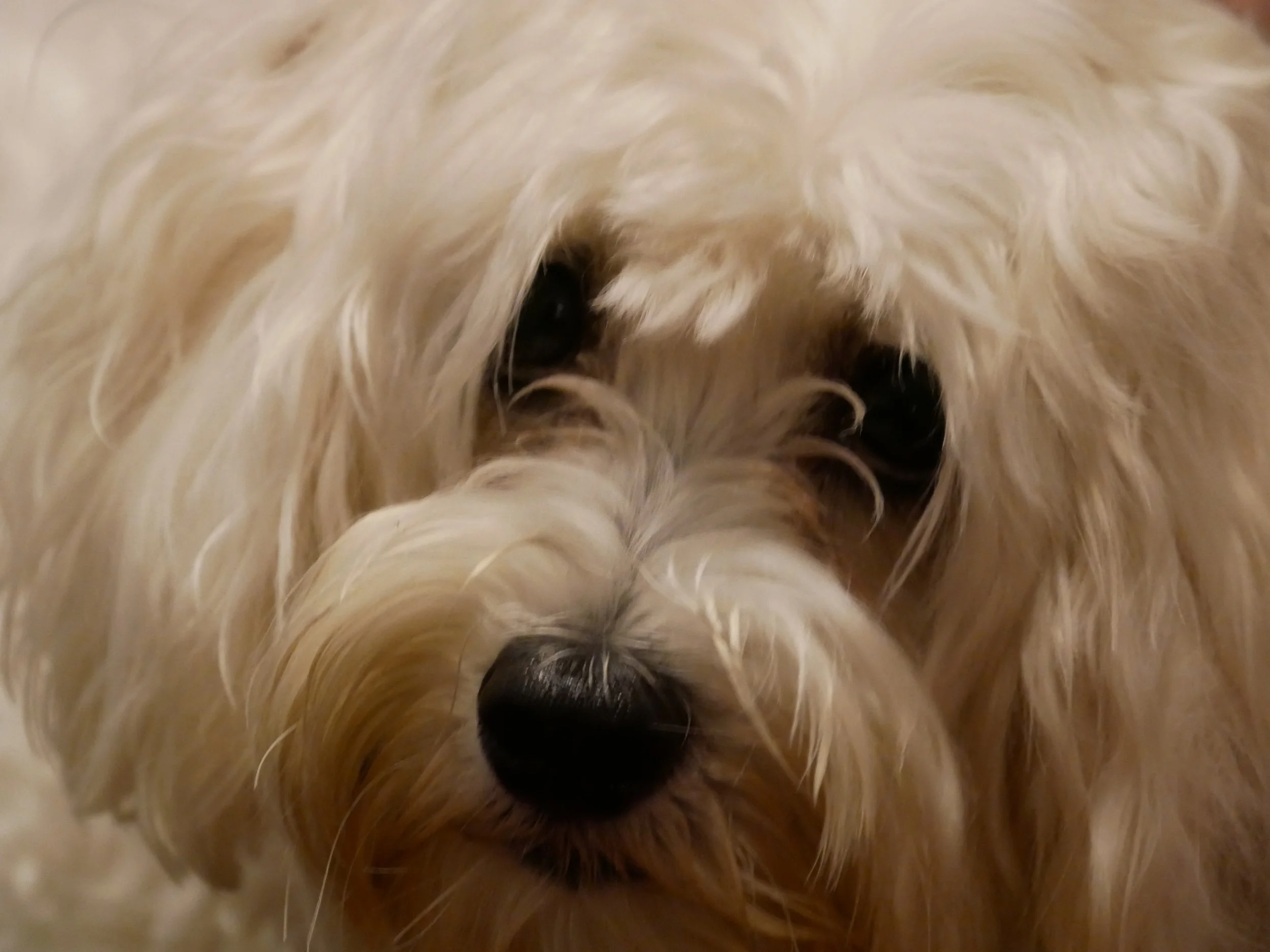 Manny