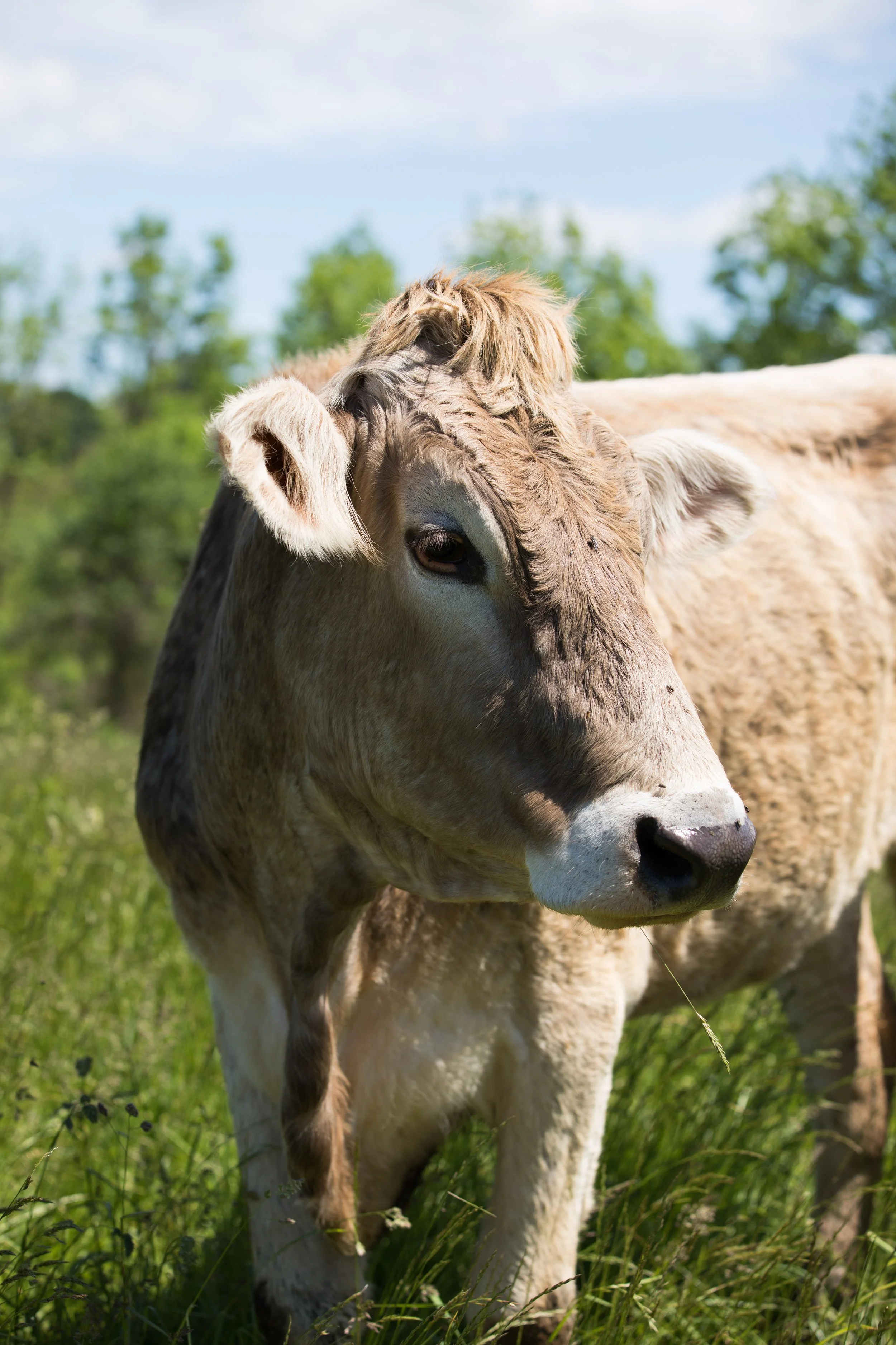 farm (250 of 260).jpg