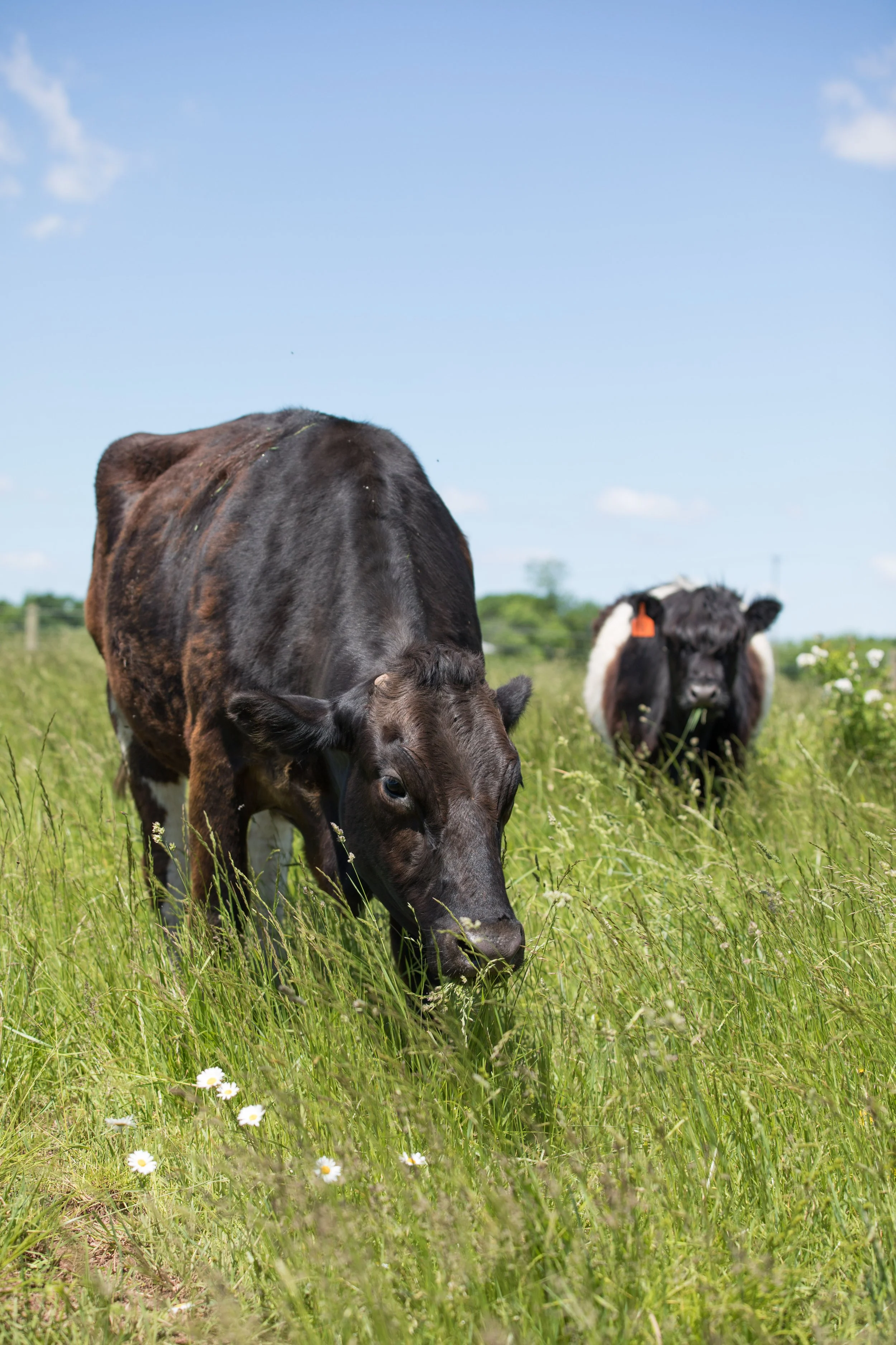 farm (251 of 260).jpg