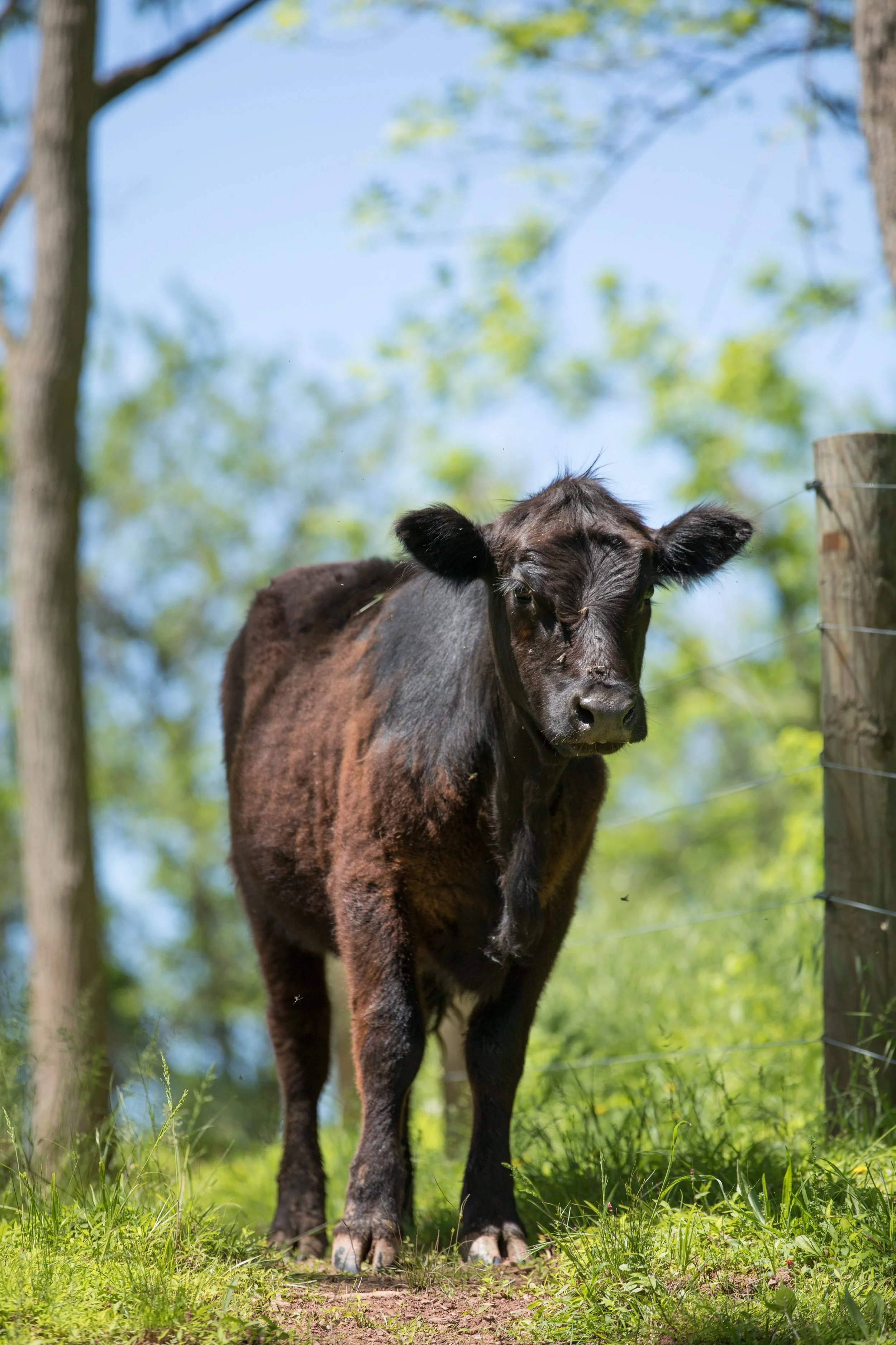farm (256 of 260).jpg