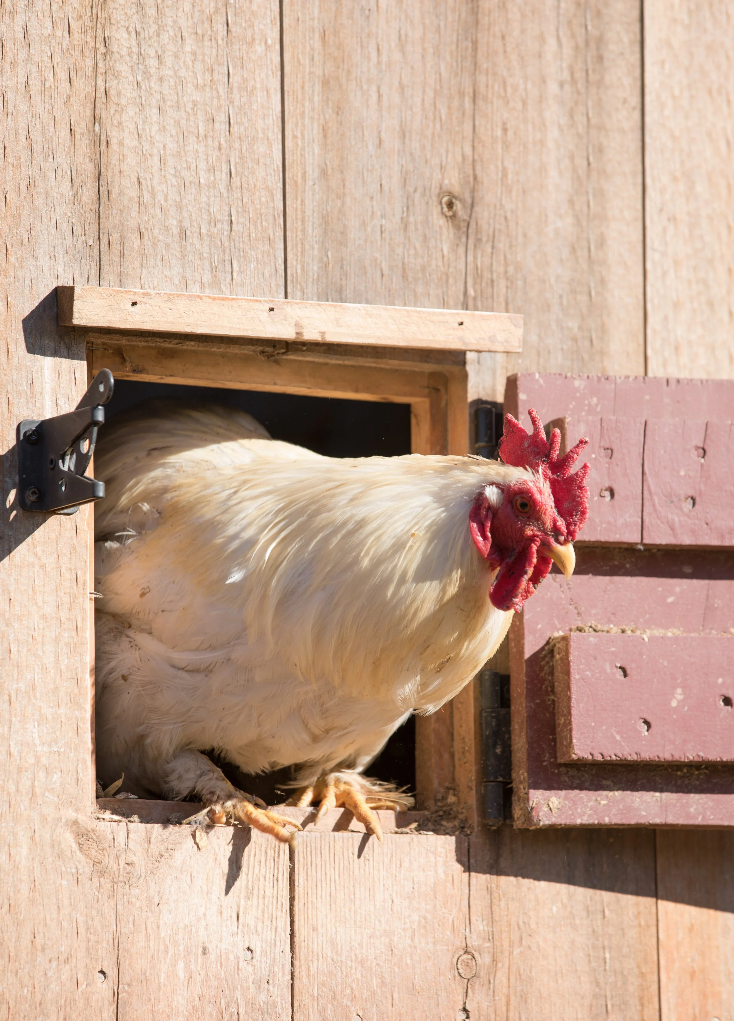 farm (20 of 260).jpg