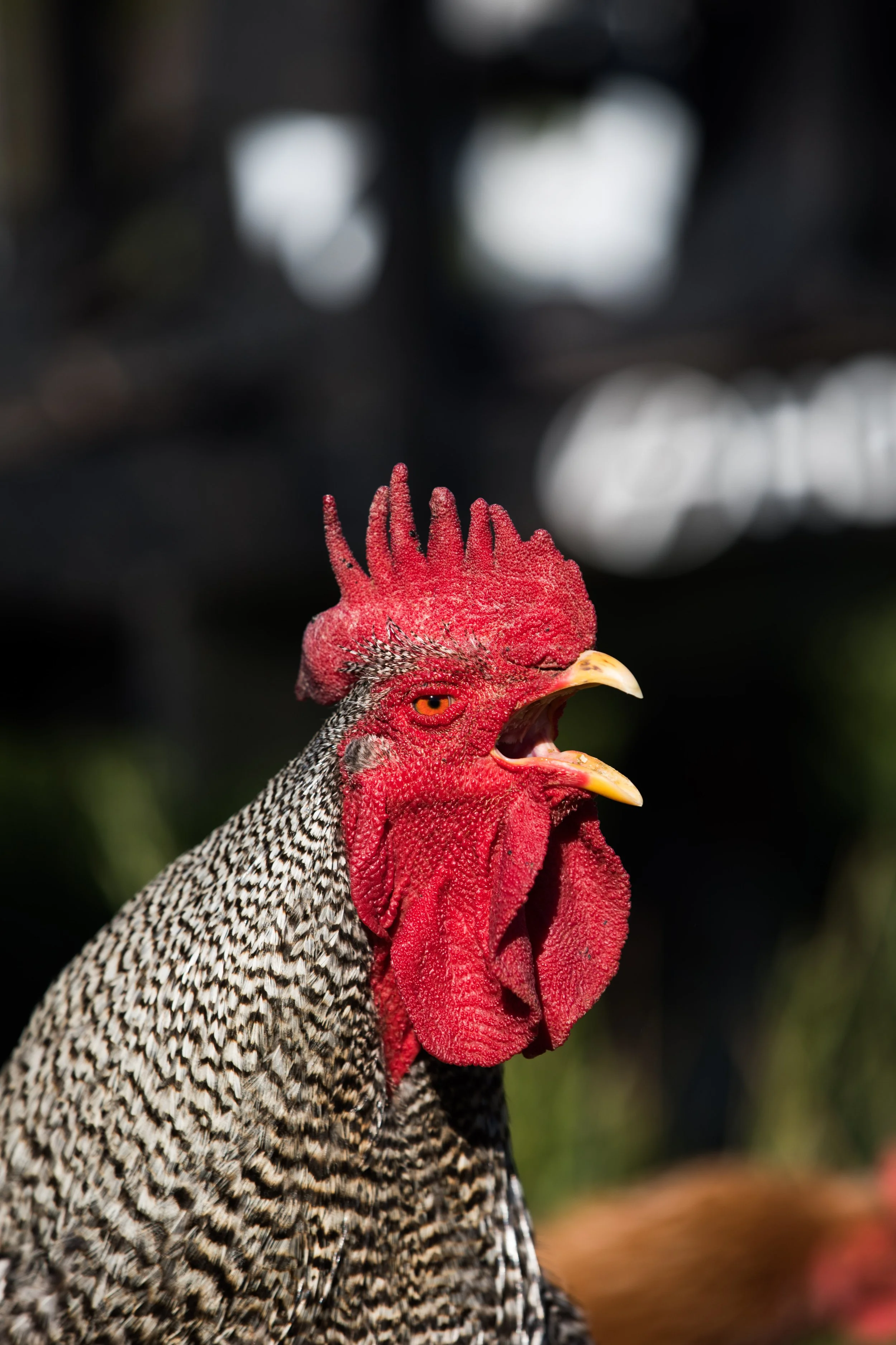 farm (40 of 260).jpg