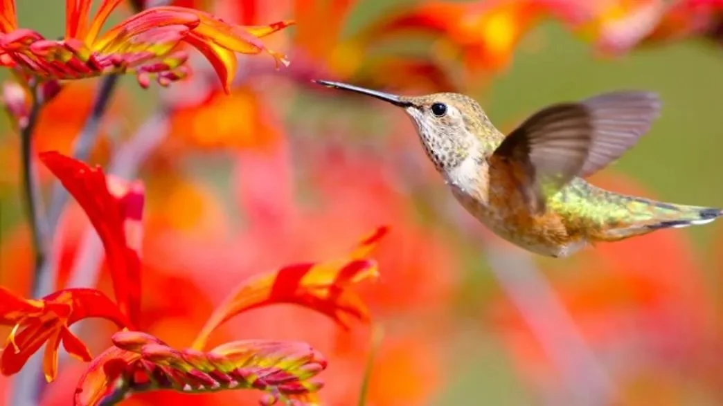 Hummingbird 5 copy.jpeg