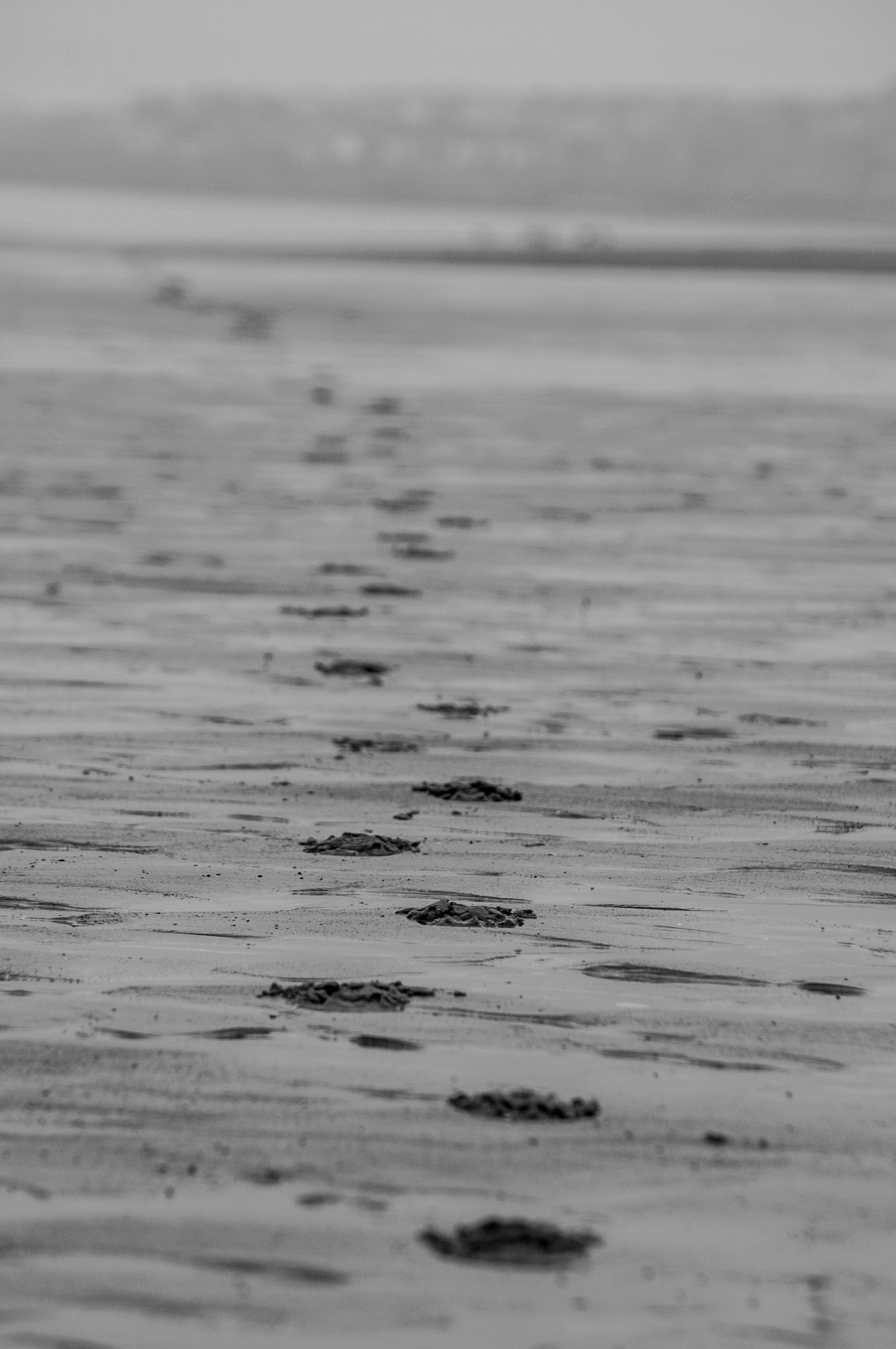 Portobello o wschodzie - DSC_9334.jpg
