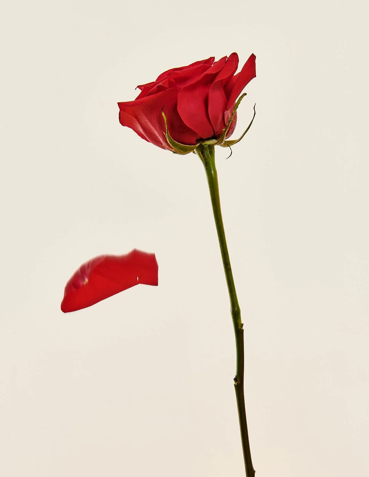 Flowers.09.jpg