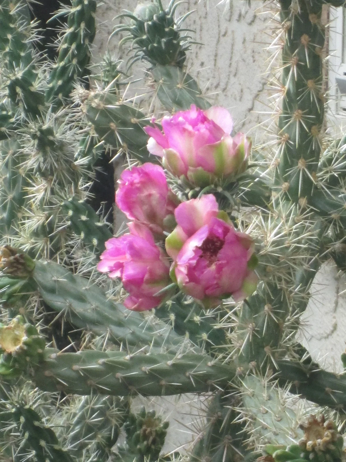 The downhill of Summer