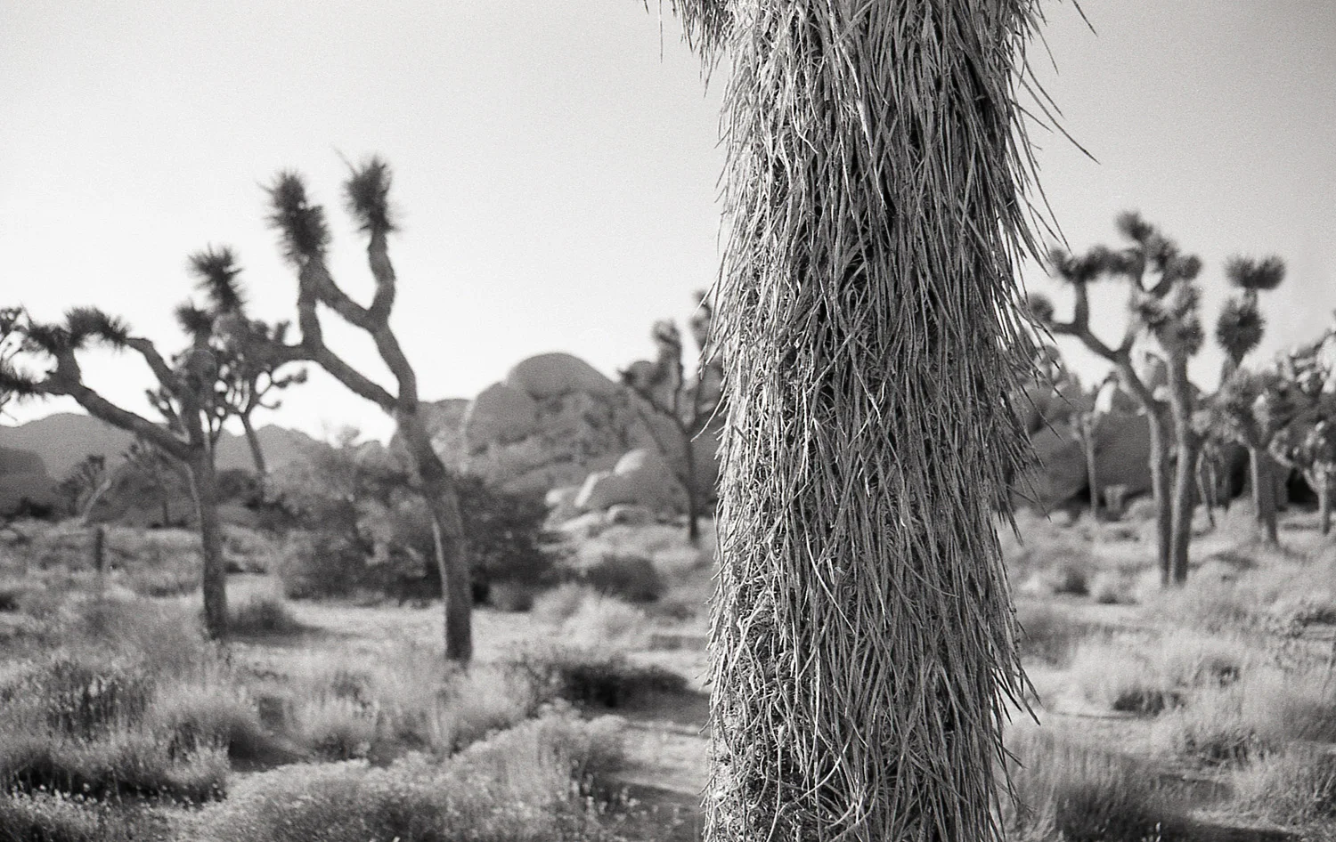 joshua tree soft touch