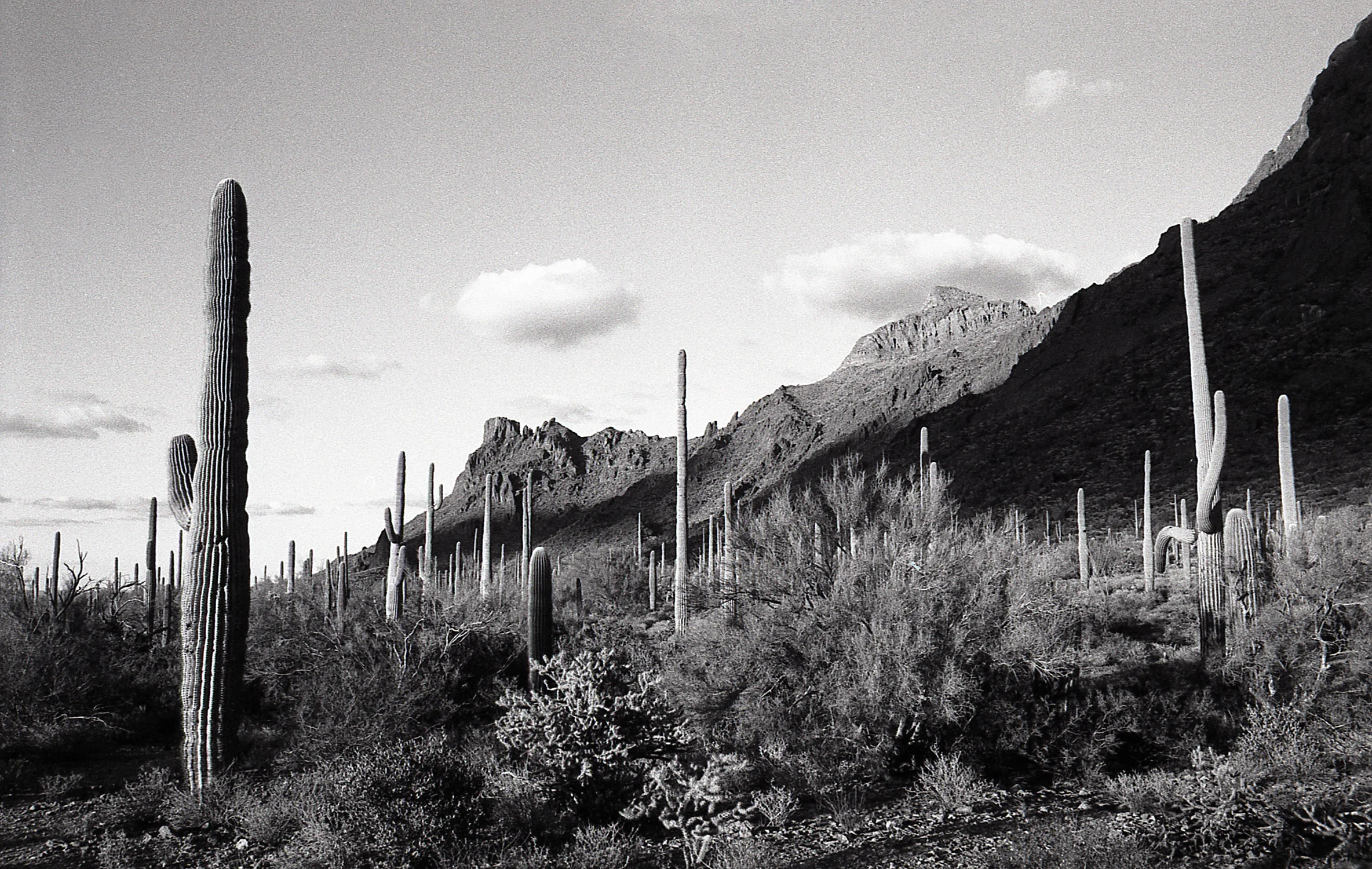 arizona saguaro