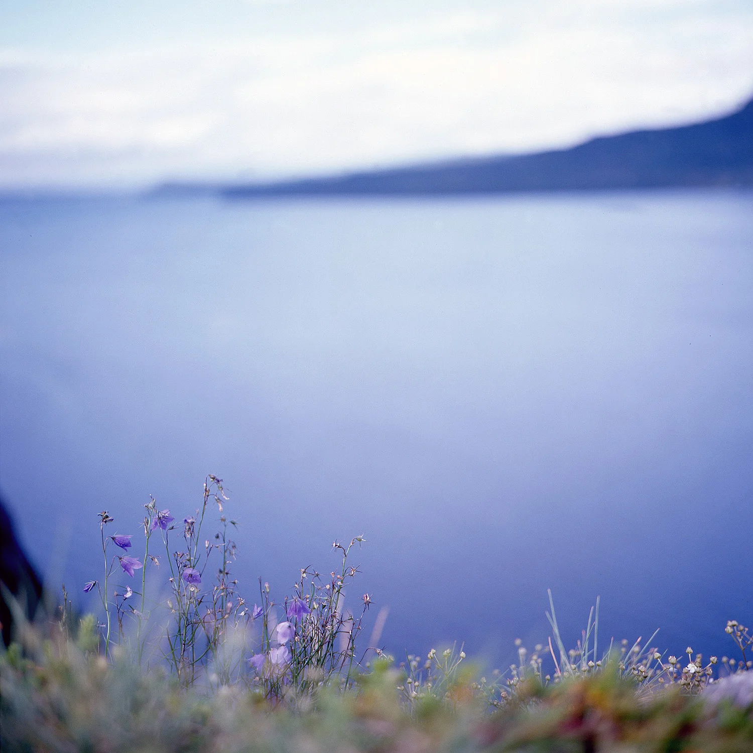 purple hues