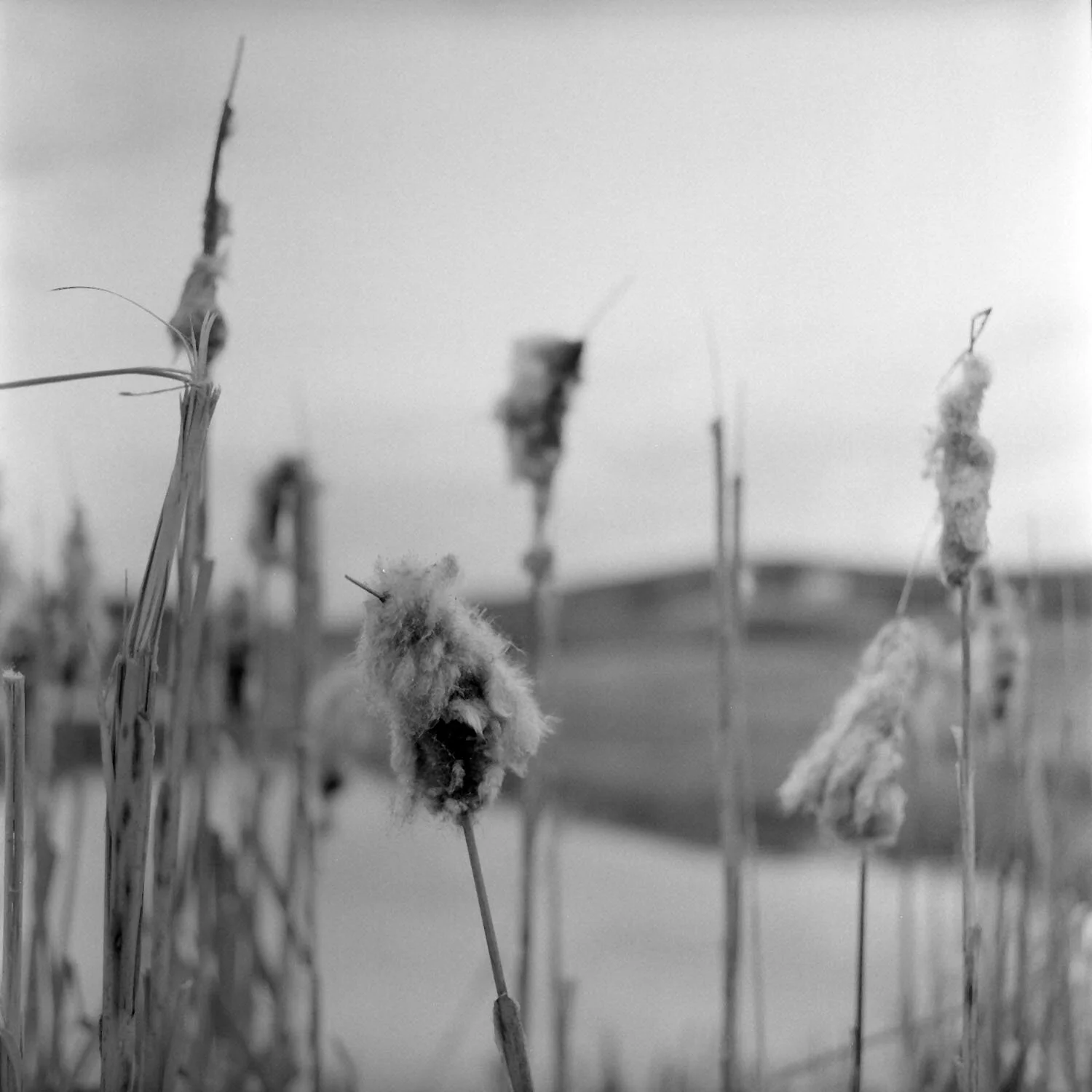By the slough