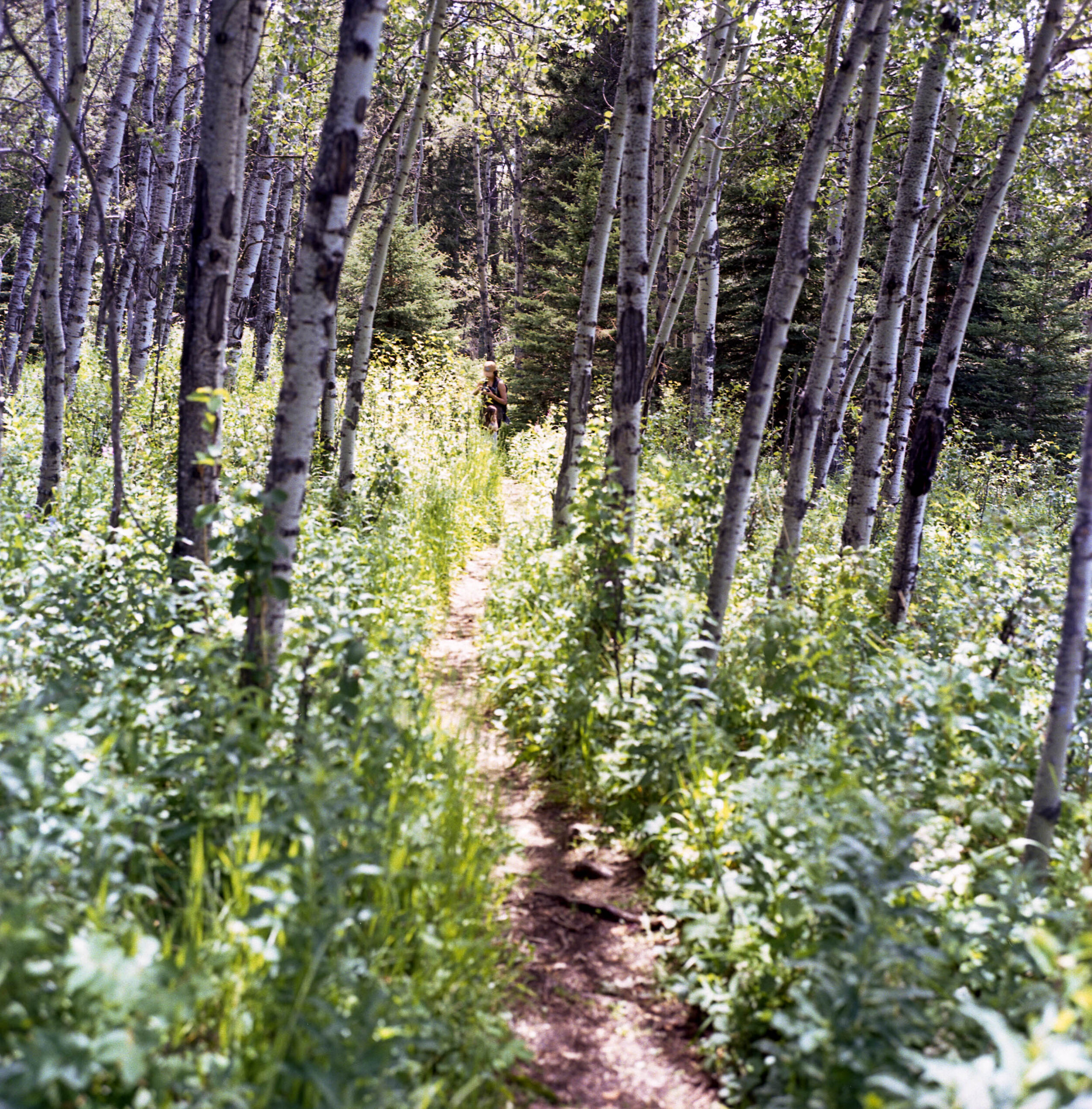 The aspens are one