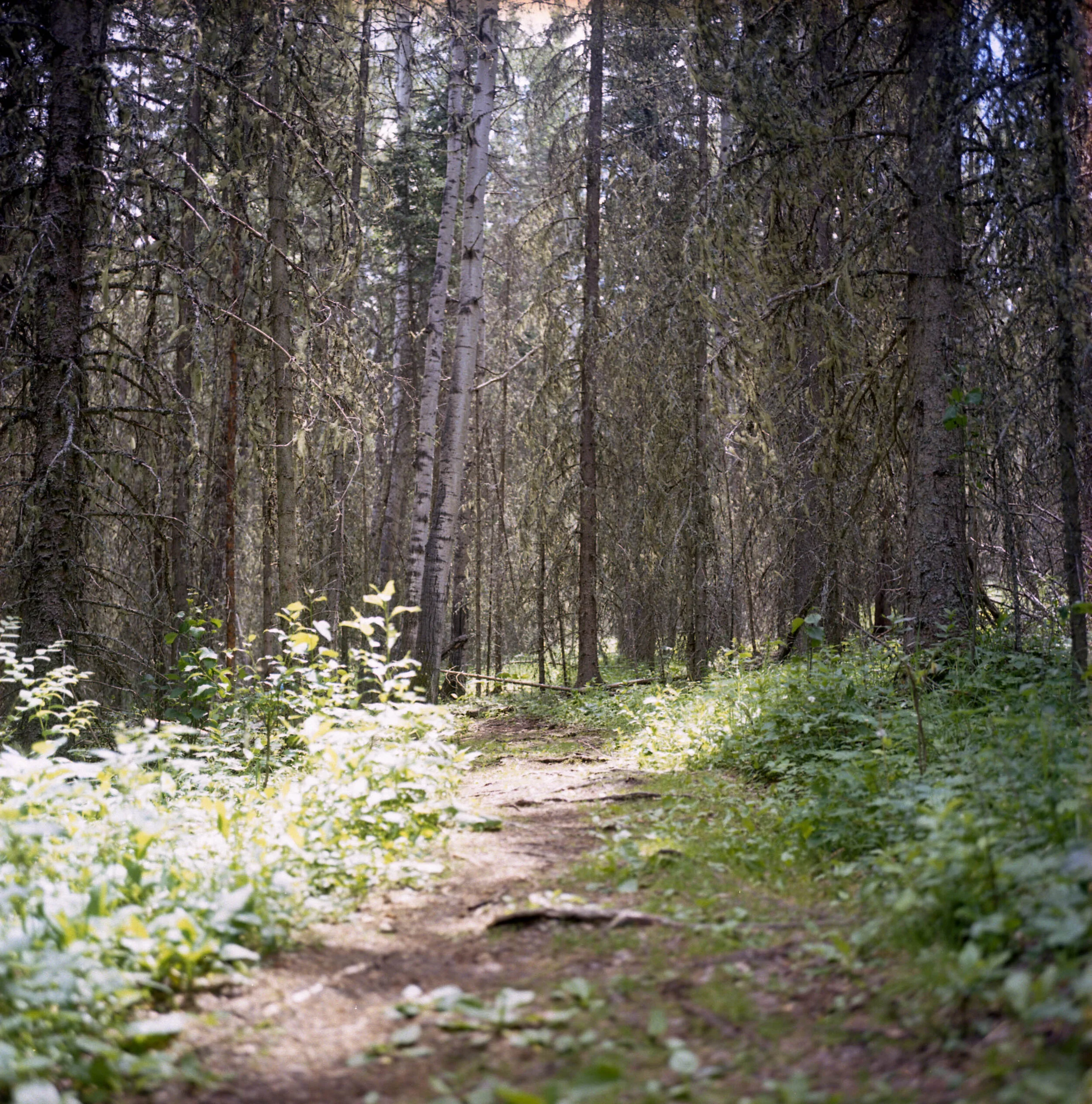 My favourite path