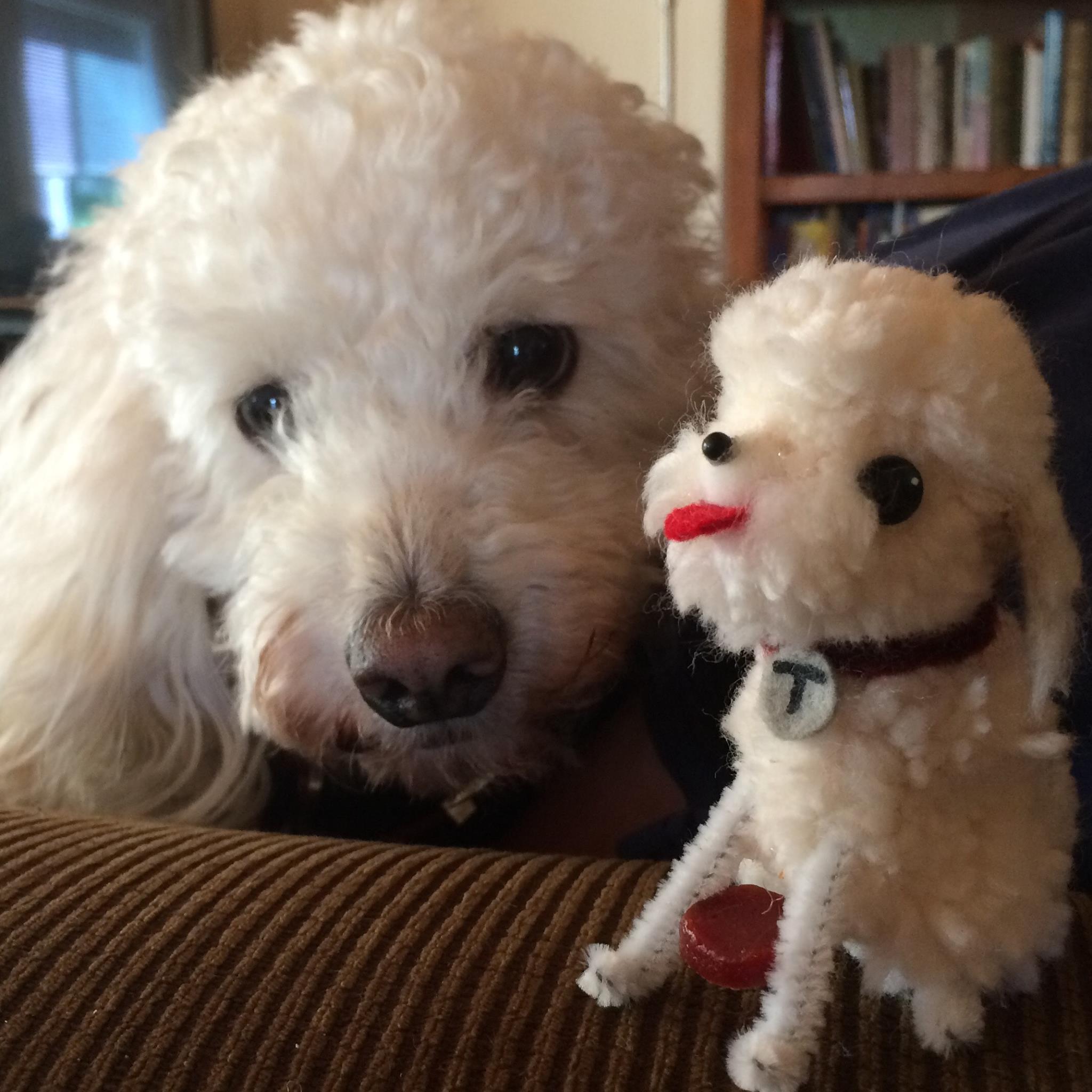 Toby and mini poodle.jpg