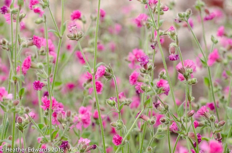 Silene dioica 'Firefly'
