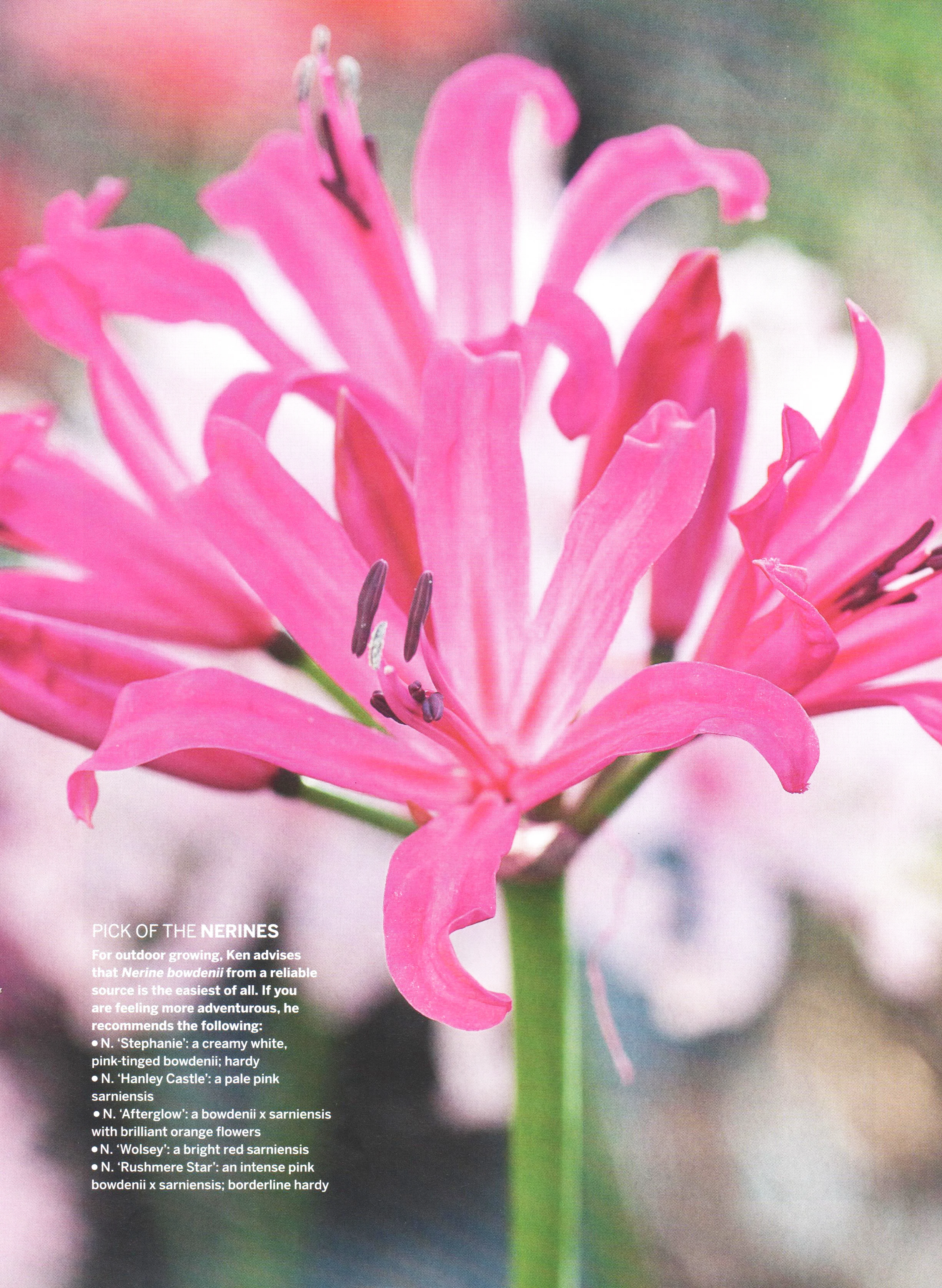 CL-Nerines-3.jpg