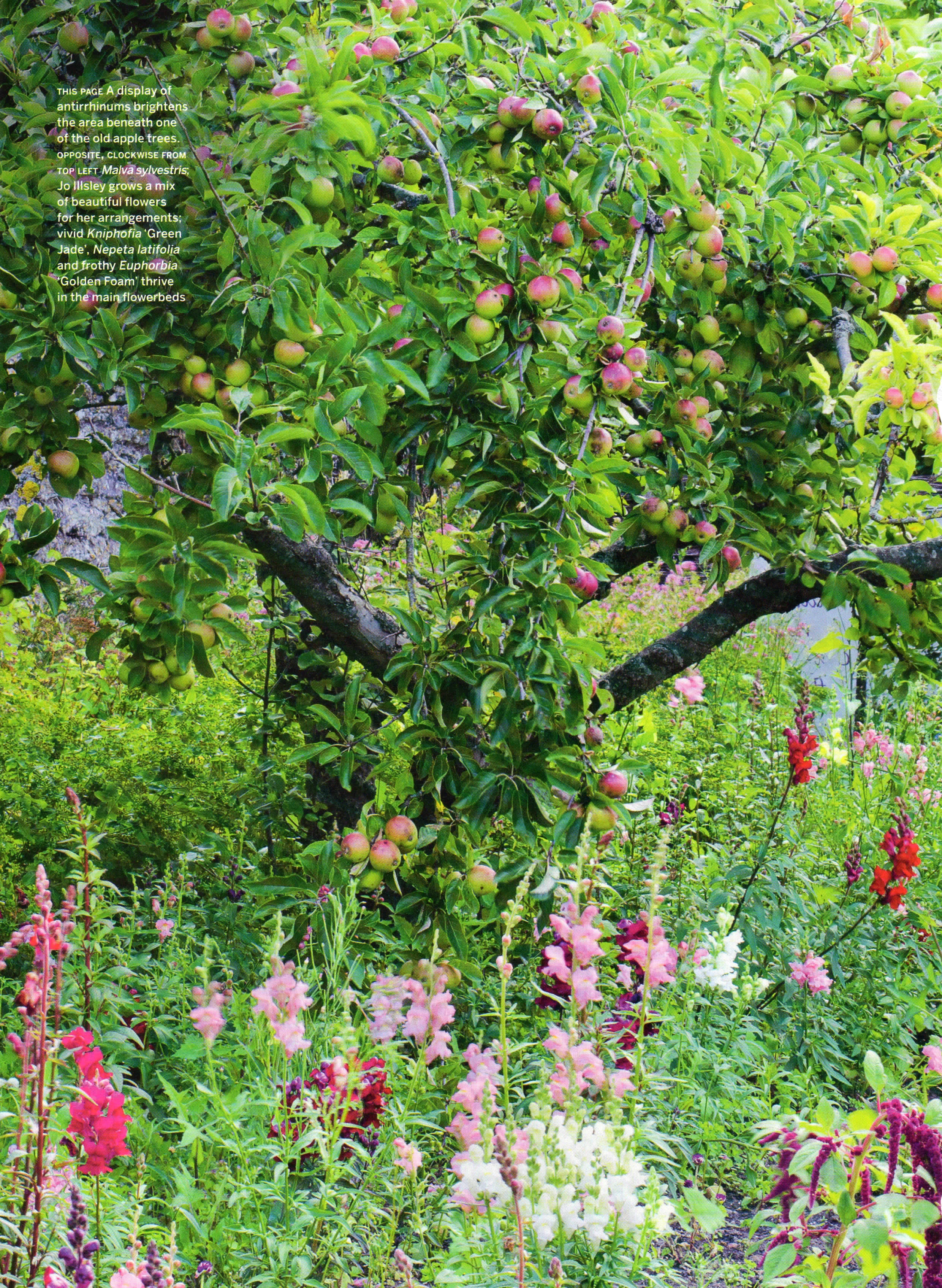 CL-Walled Garden-1.jpg
