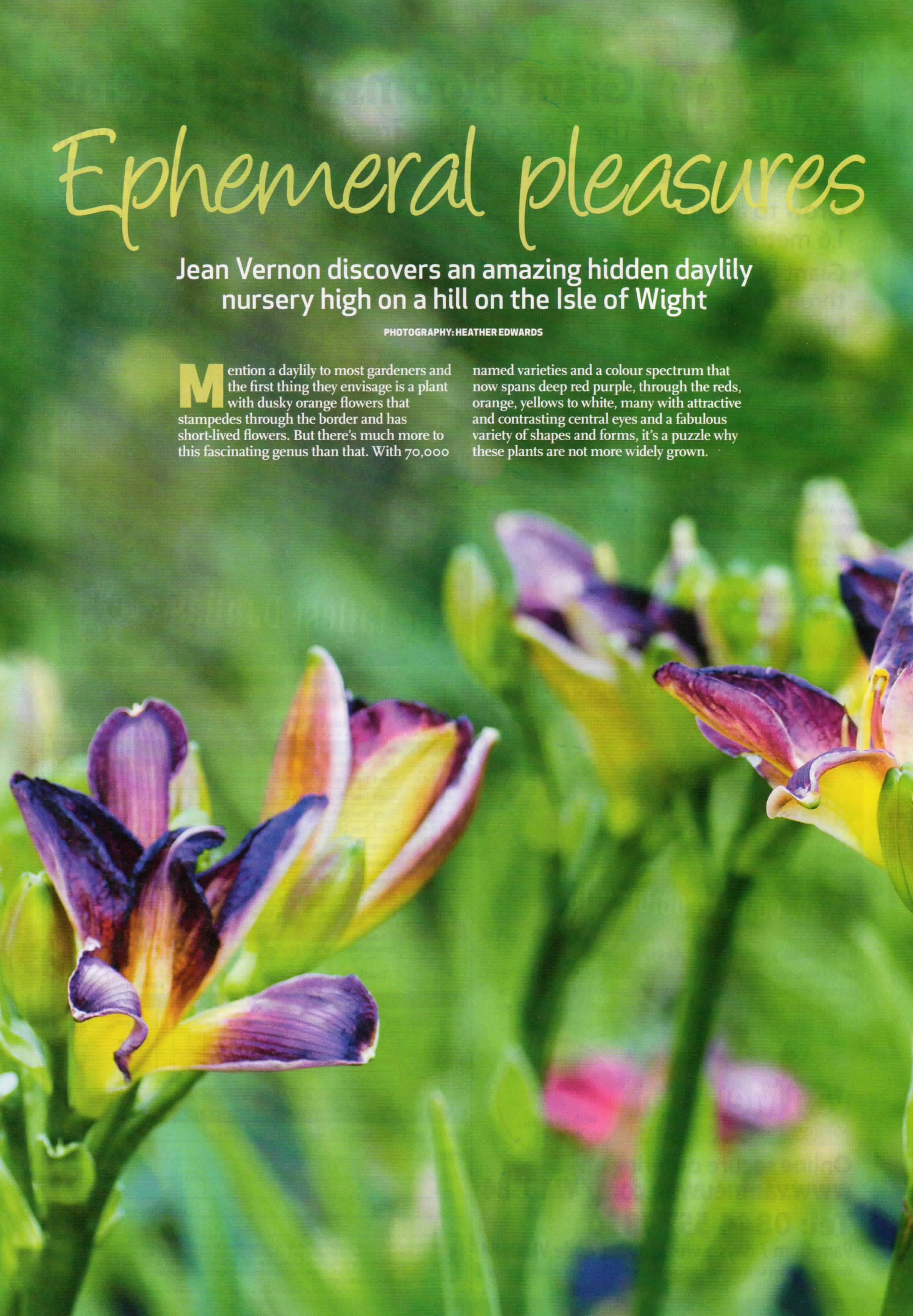 GA-Hemerocallis-1.jpg