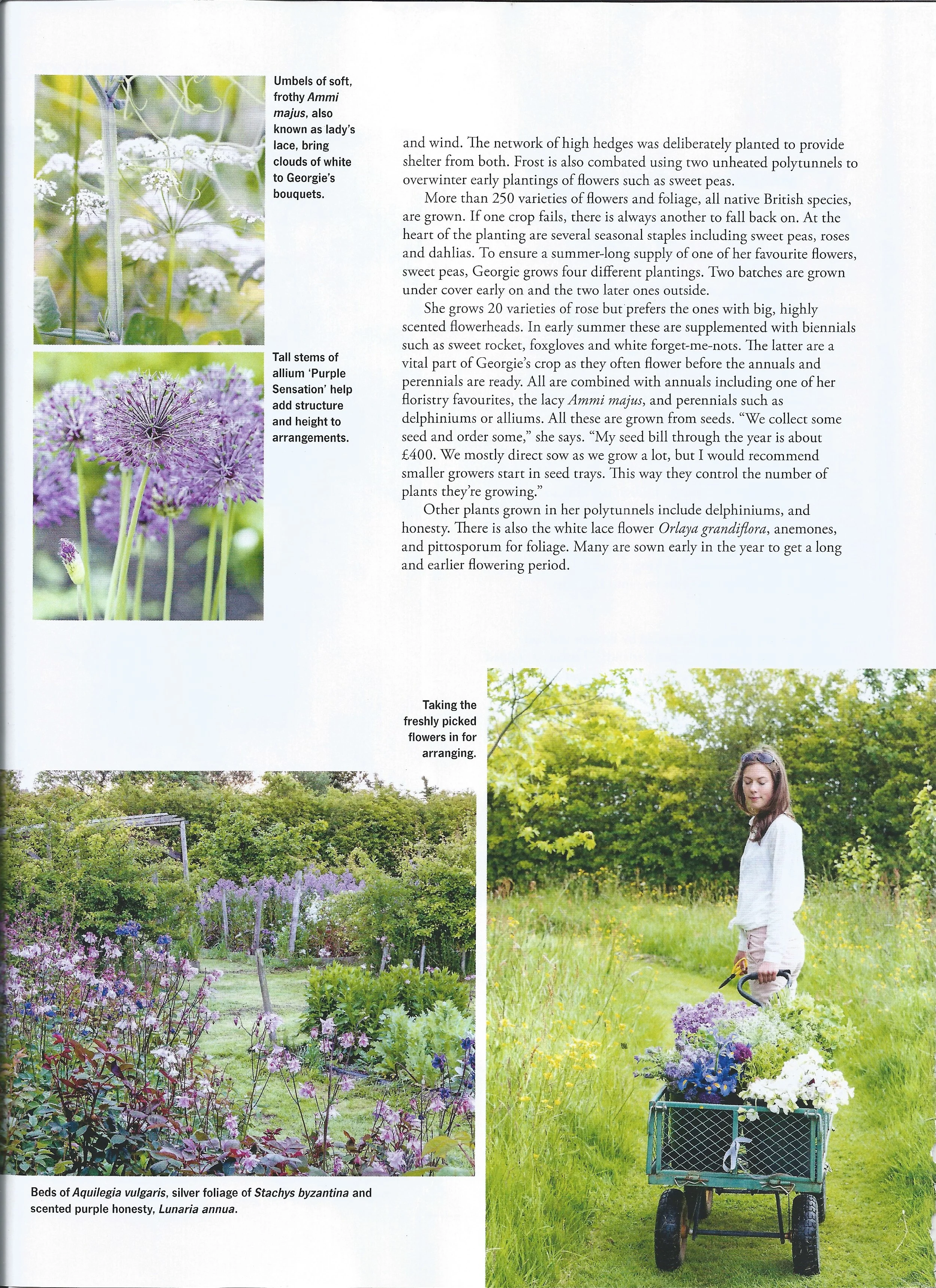 Landscape - CommonFarmFlowers - May - 3.jpeg