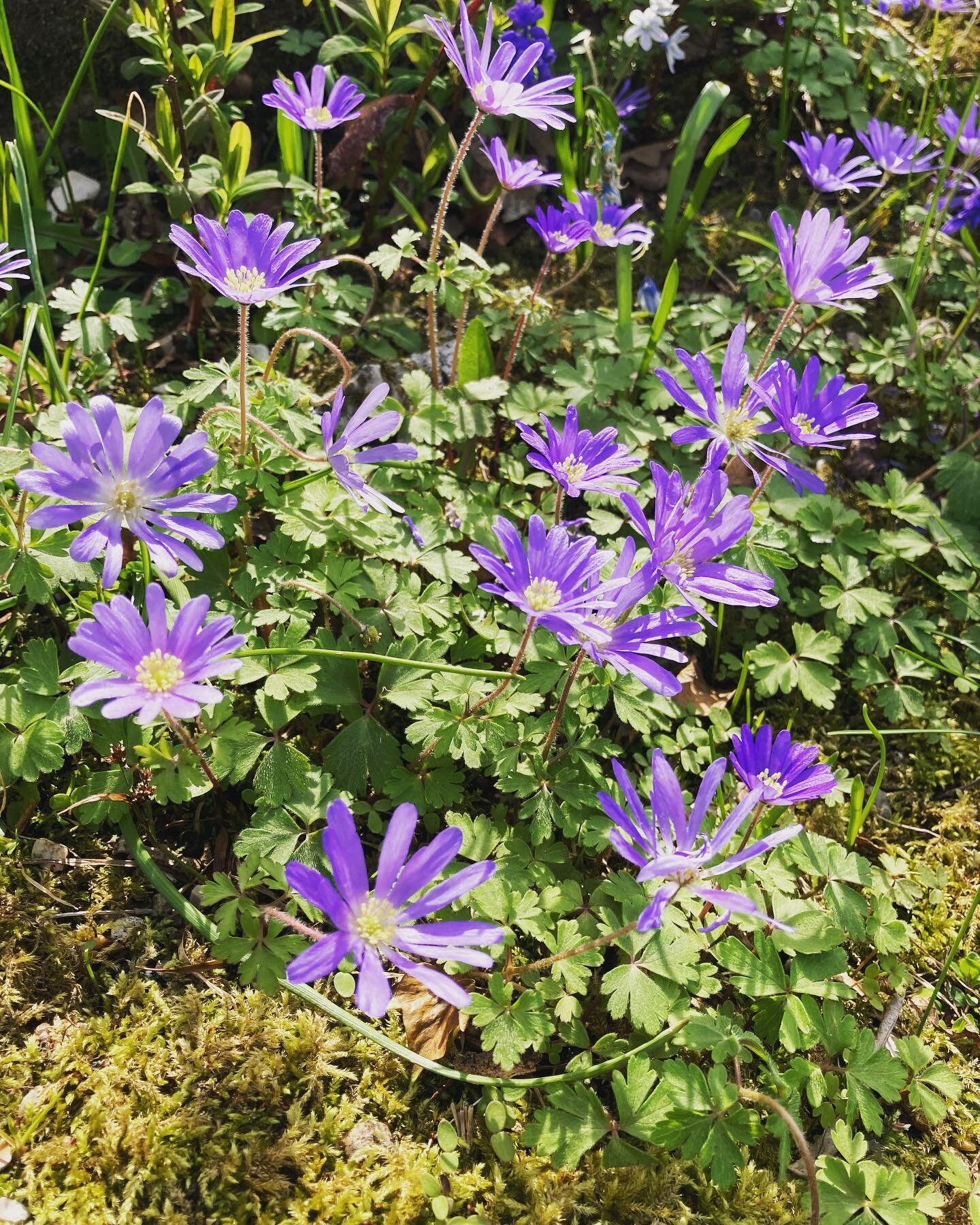 Can&rsquo;t help but love Anemone blanda #springflowers #blue #flowersofinstagram #gardeninspiration