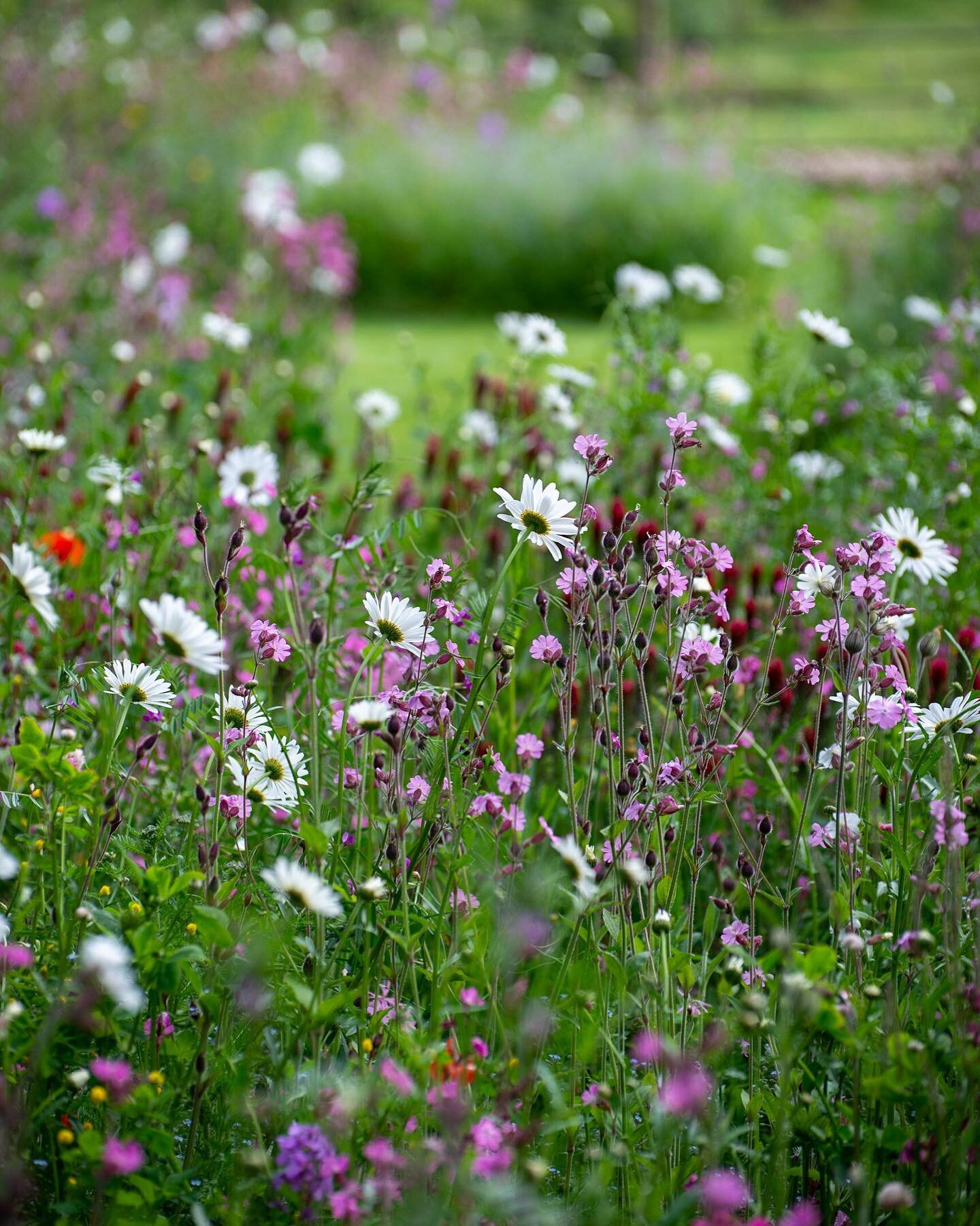 Wildflower meadow changing weekly 💚 @wildflowerturf.co.uk #gardendesign #gardendesigner #wildflowers #wildflowermeadow #beefood #wildflowerseason #wildlifegarden