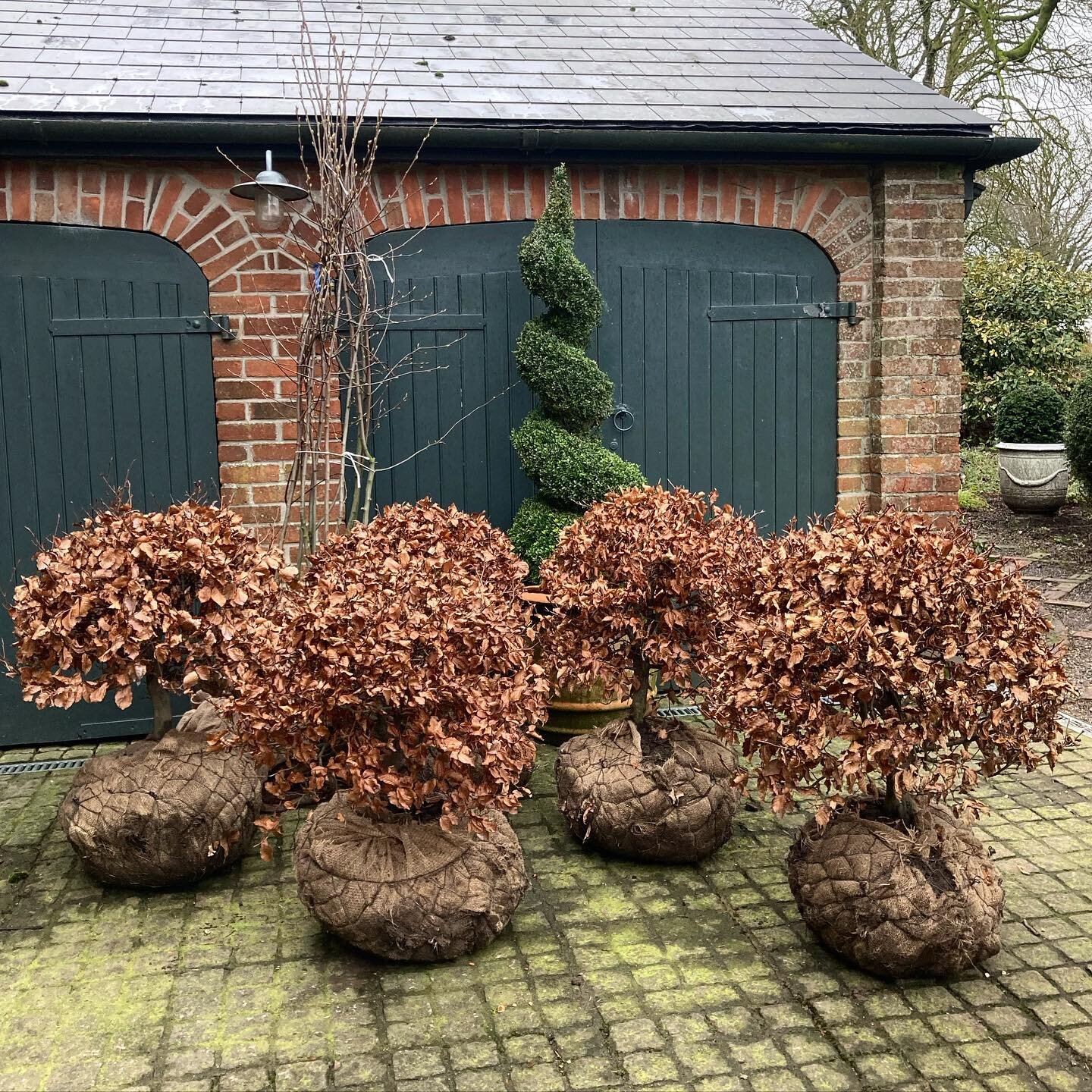 Well done Steve @valley_plants for getting here with our delivery after the storm!  Now looking forward to the @wildflowerturf.co.uk to be delivered this week and planting to start 🤞 #gardendesign #amelanchier #fagussylvaticapurpurea #wildflowerturf