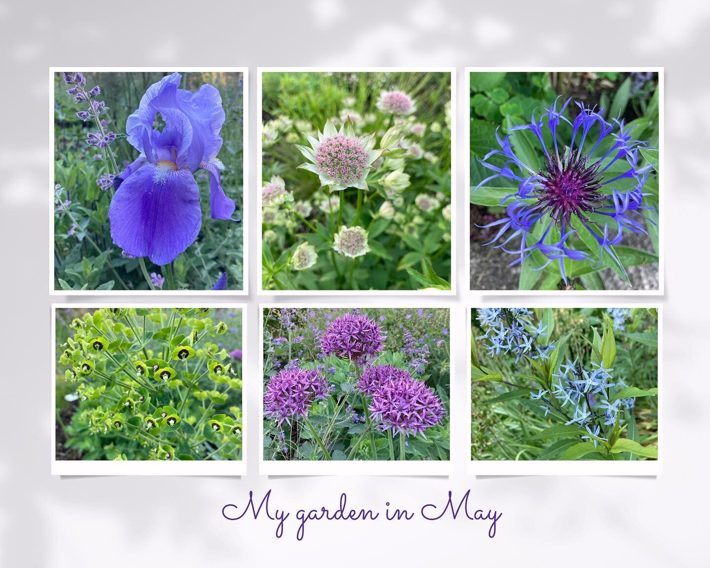 Flowering in my garden today 💚 #inmygardentoday #gardening #summerflowers #allium #euphorbia #astrantia #centaurea #iris #amsonia #perennials