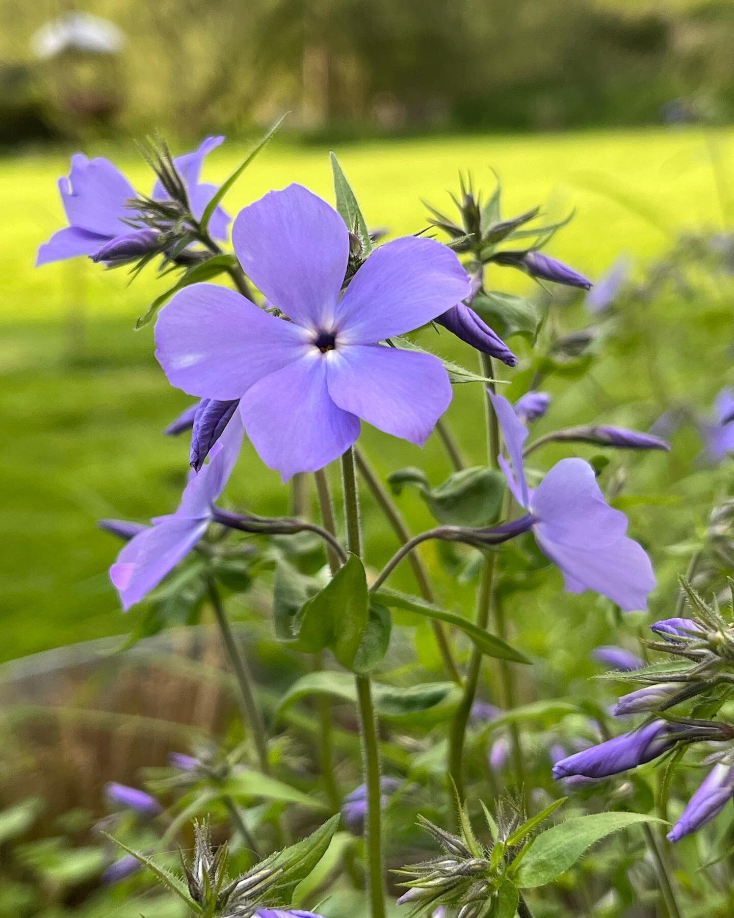 Lovely scented Phlox divaricata 😍 #springflowers #containerplants #gardening #scentedflowers #plantlife #plantlover
