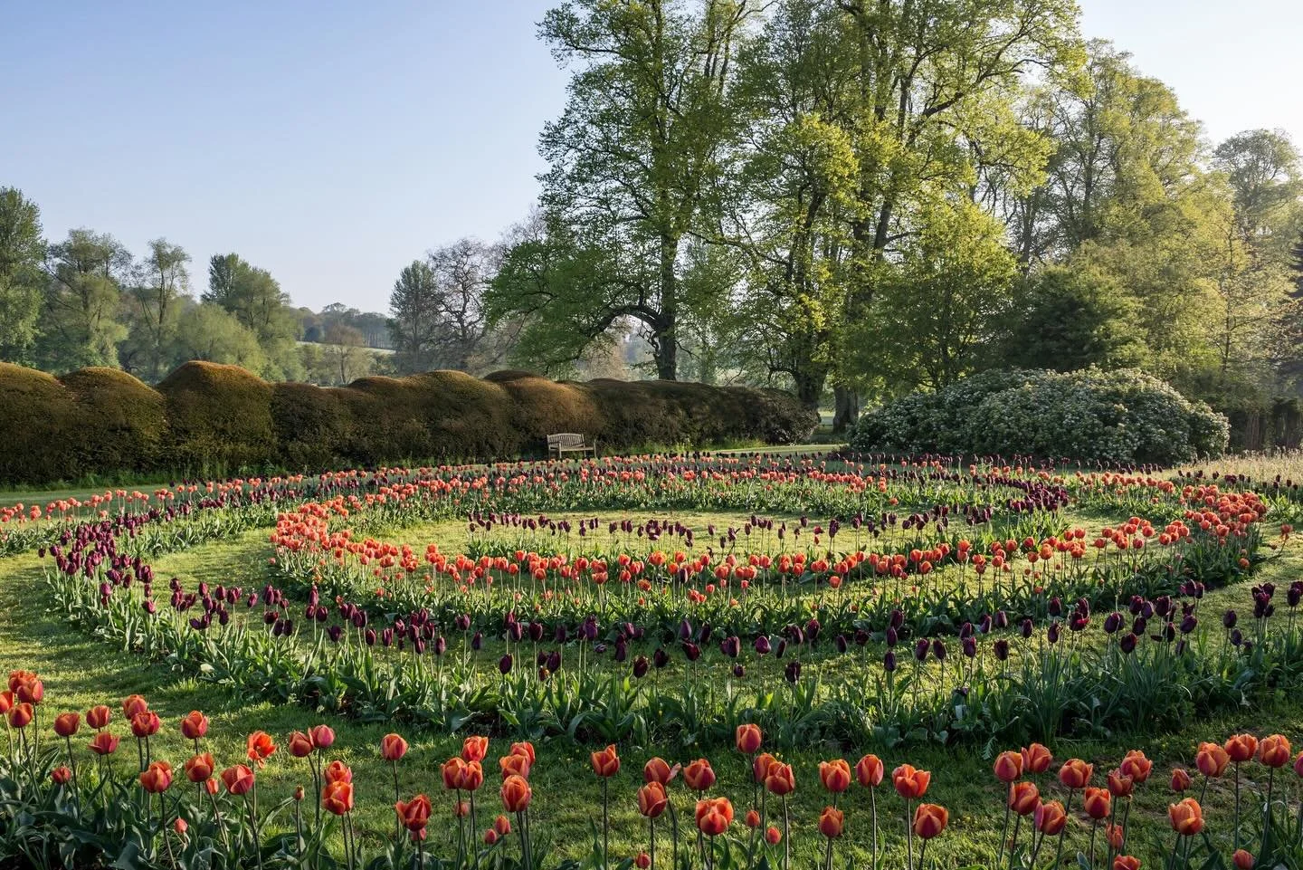 One of my favourite photos taken at @fordeabbey of the tulip swirl and I can&rsquo;t believe this was 10 years ago! #fordeabbey #tulipseason #springgarden #gardenstovisit #somersetgardens @the_pgpa